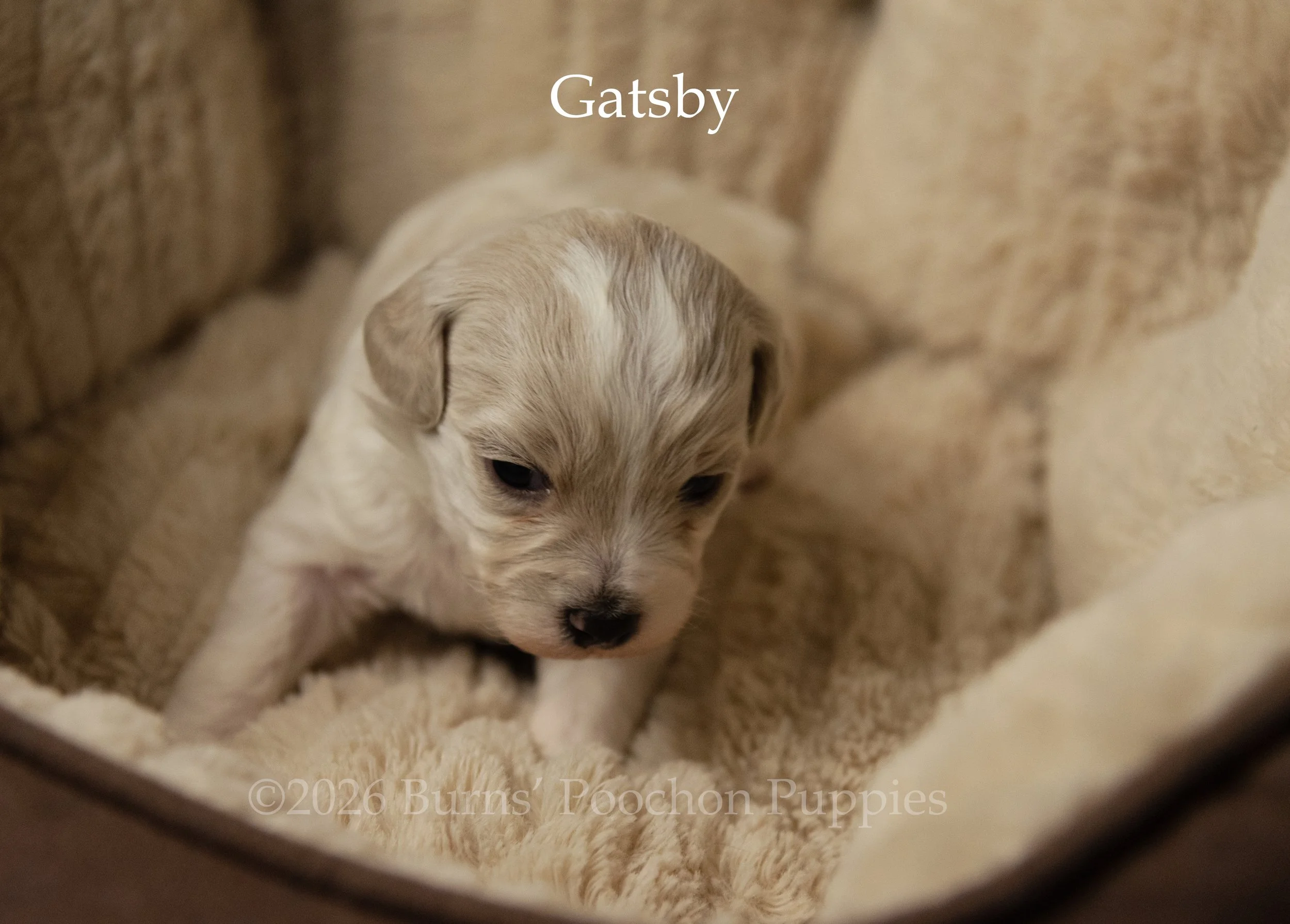 Gatsby, a male F1B Poochon Puppy sitting for their portrait. The only male in the litter.