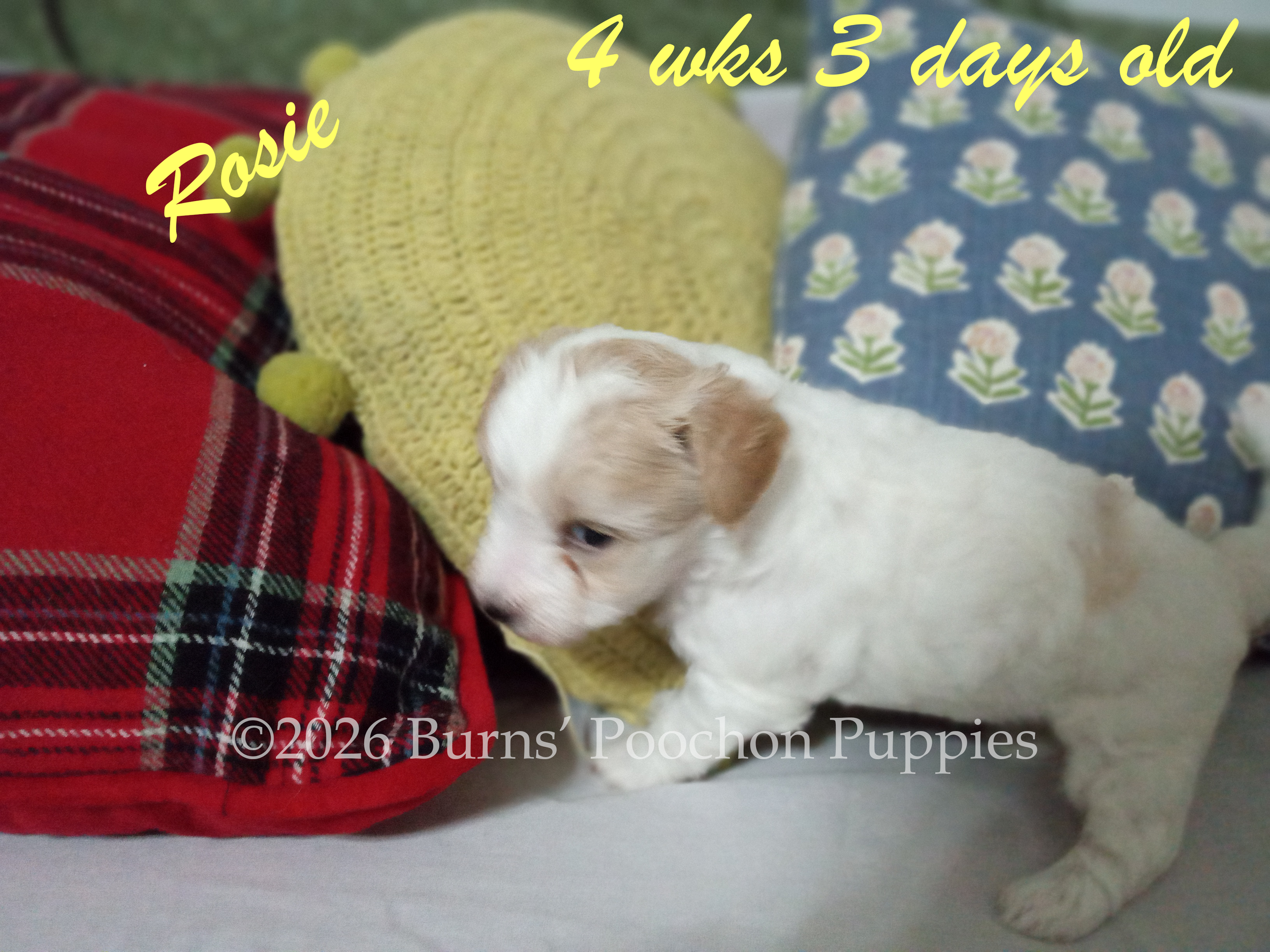 Poochon puppy Rosie at 4 wks 3 days