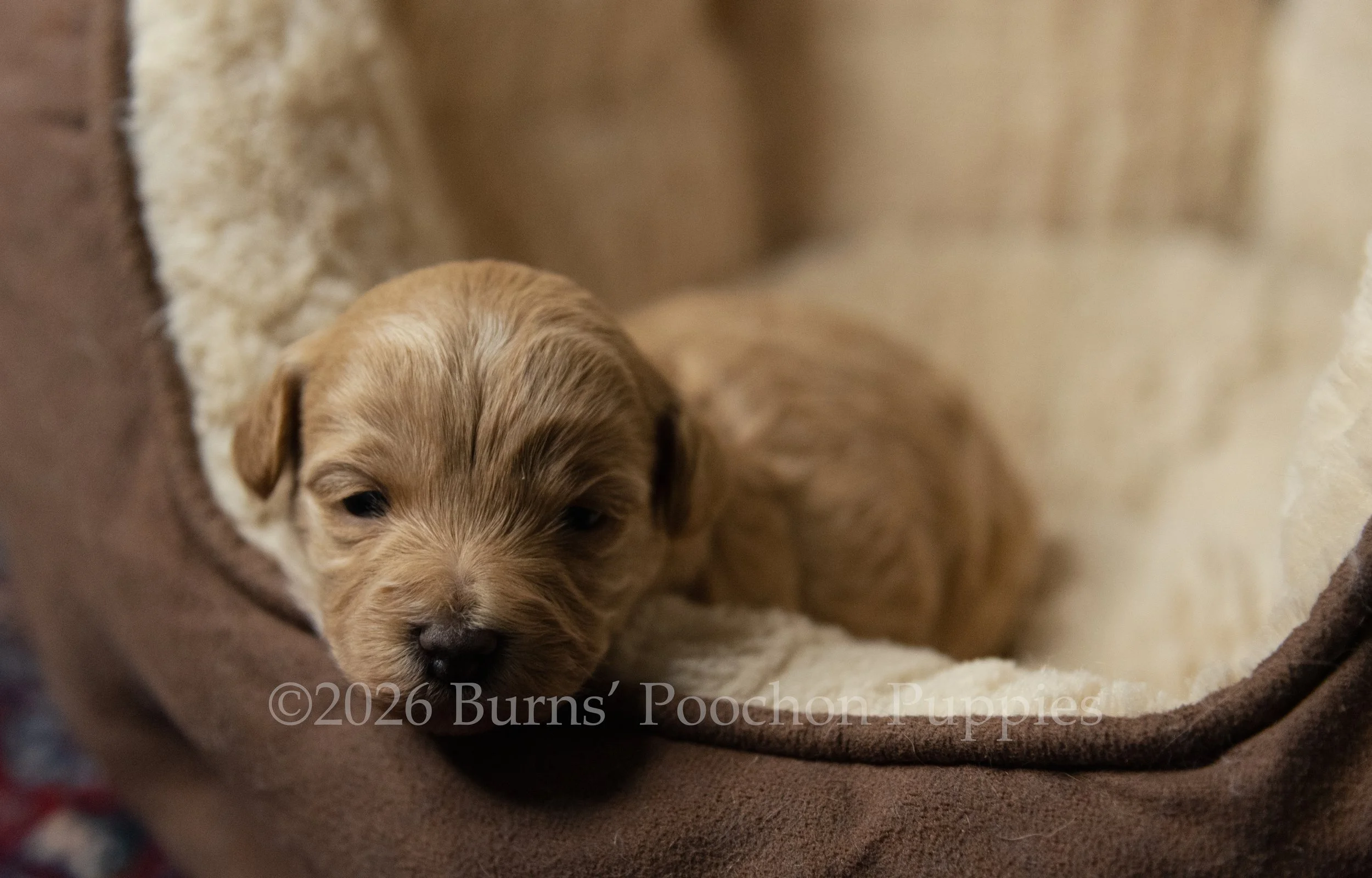 Penny, female F1B Bichpoo Puppy at 3 weeks old.