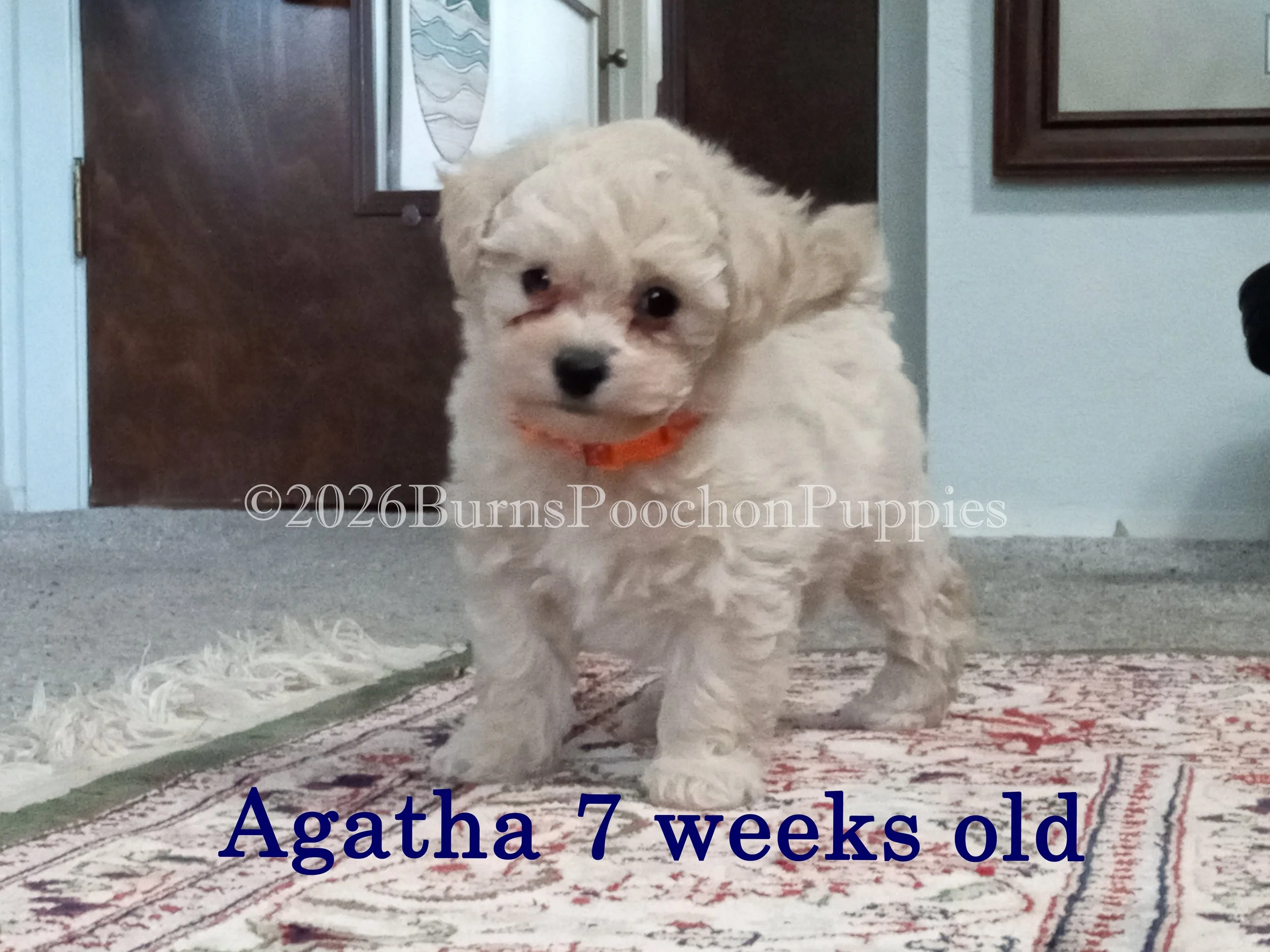 Agatha, 7 wk old poochon puppy