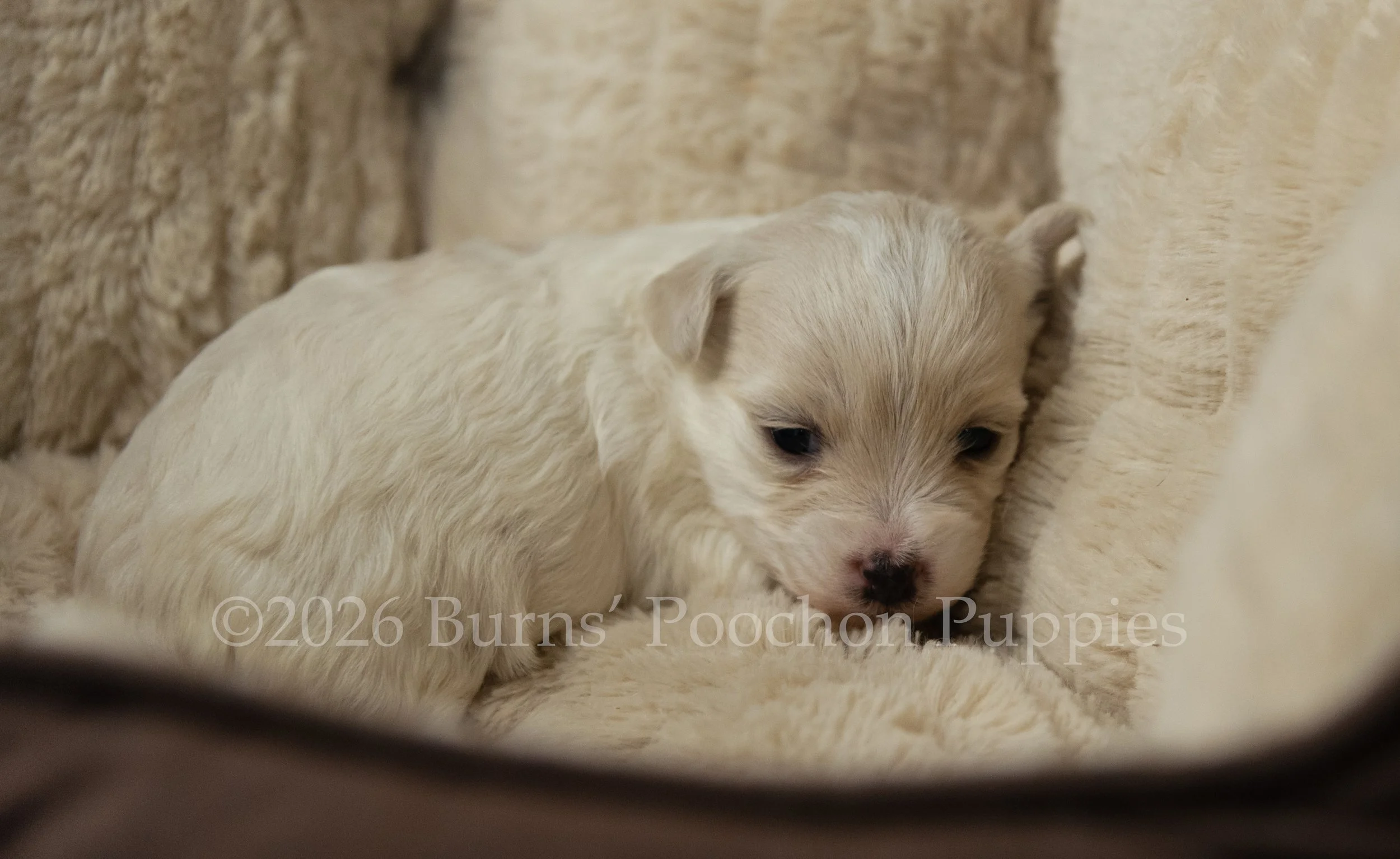 Dutchess, female F1B Bichpoo Puppy at 3 weeks old.