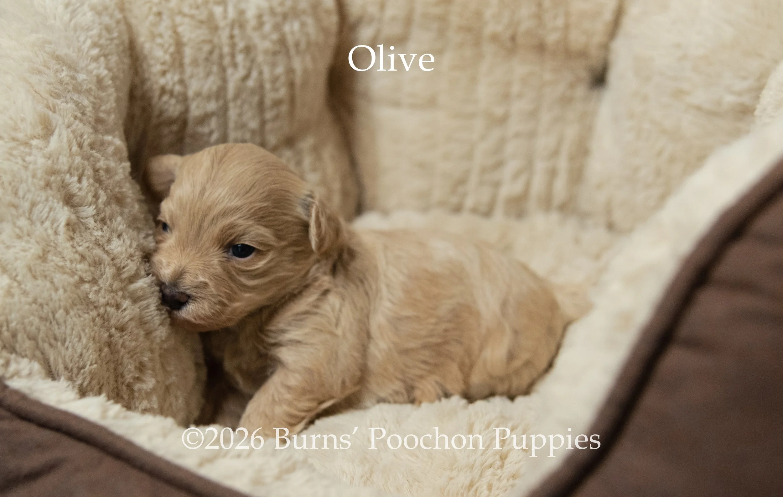 Olive, a female F1B Poochon Puppy sitting for their portrait.