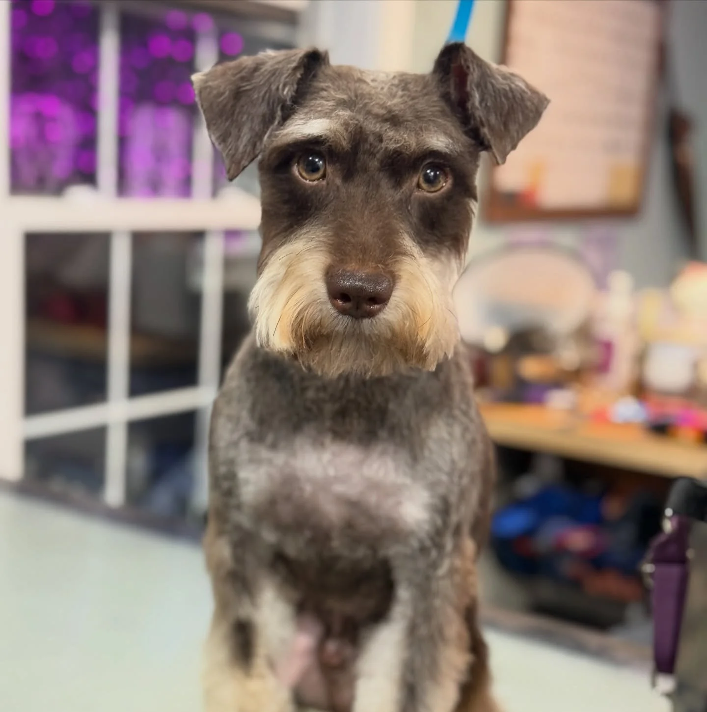 This handsome guy just got adopted yesterday!!💙
#doggroomingsalon #dogsofnj #doggroomer #schnauzer #minischnauzer