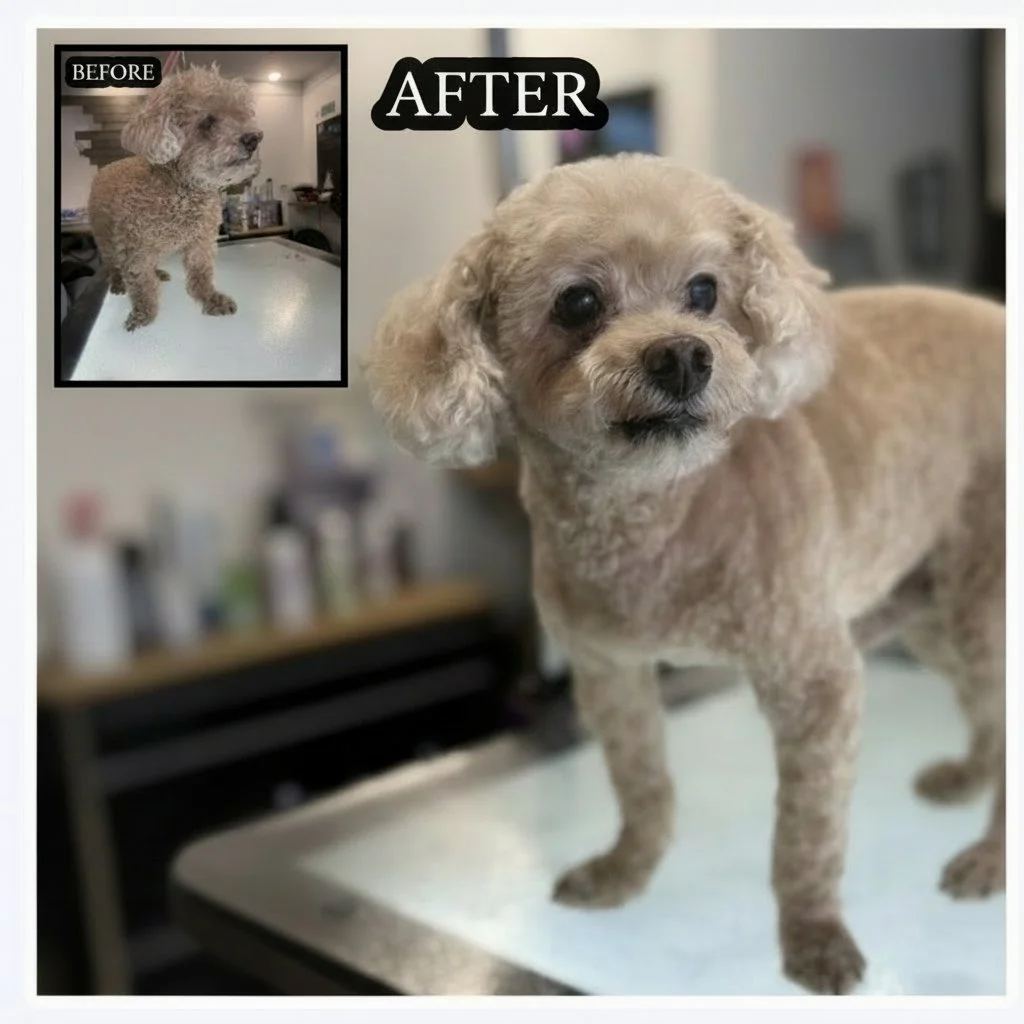 This sweet senior got the royal treatment today! 

Grooming geriatric dogs requires extra patience, gentleness, and understanding. While the results may not always be picture-perfect, our priority is always making sure your senior pup is comfortable 