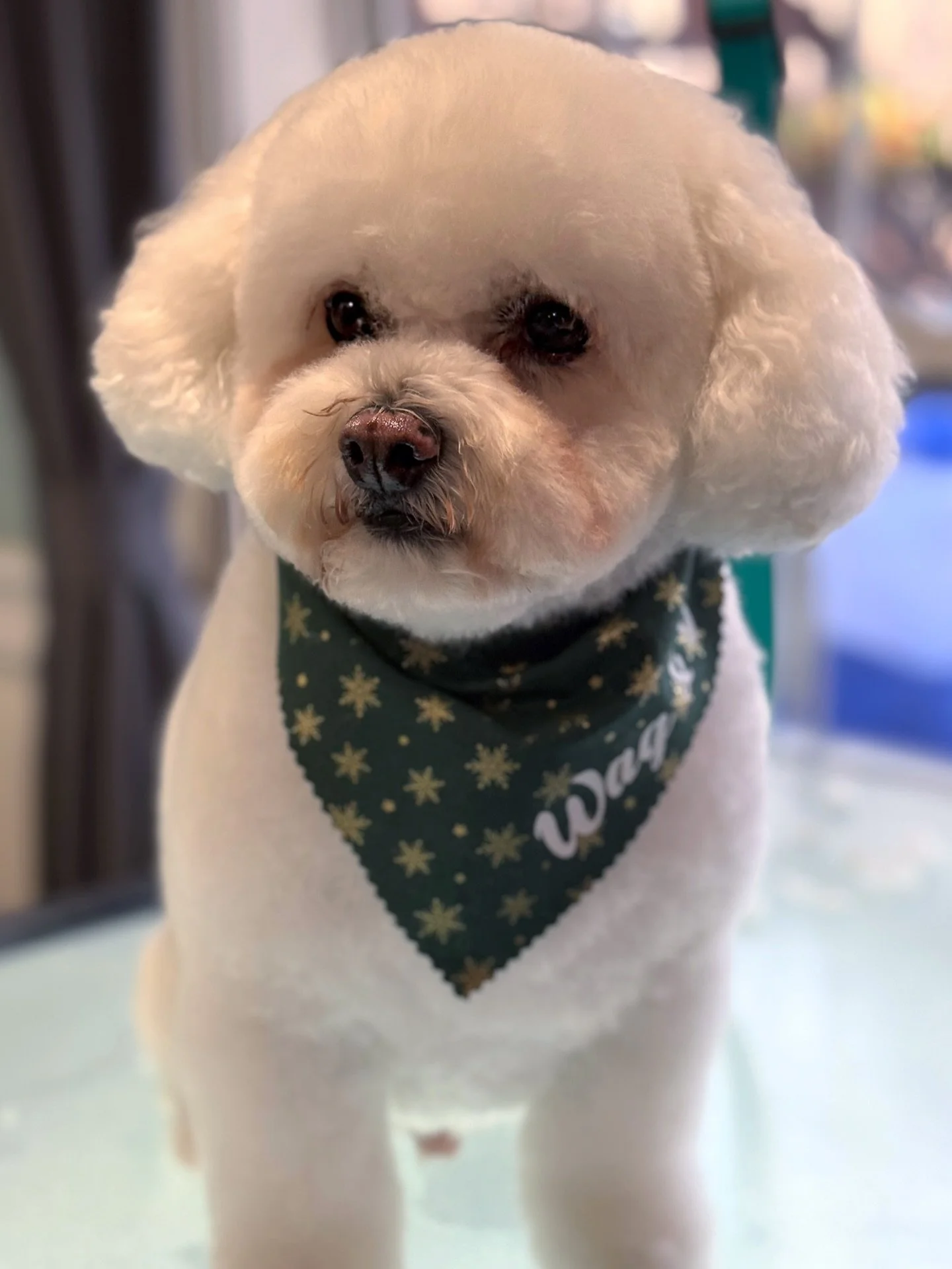 Oso says Happy New Year everyone!! Get your pup fresh for the new year by contacting us at 640-249-8066!💙