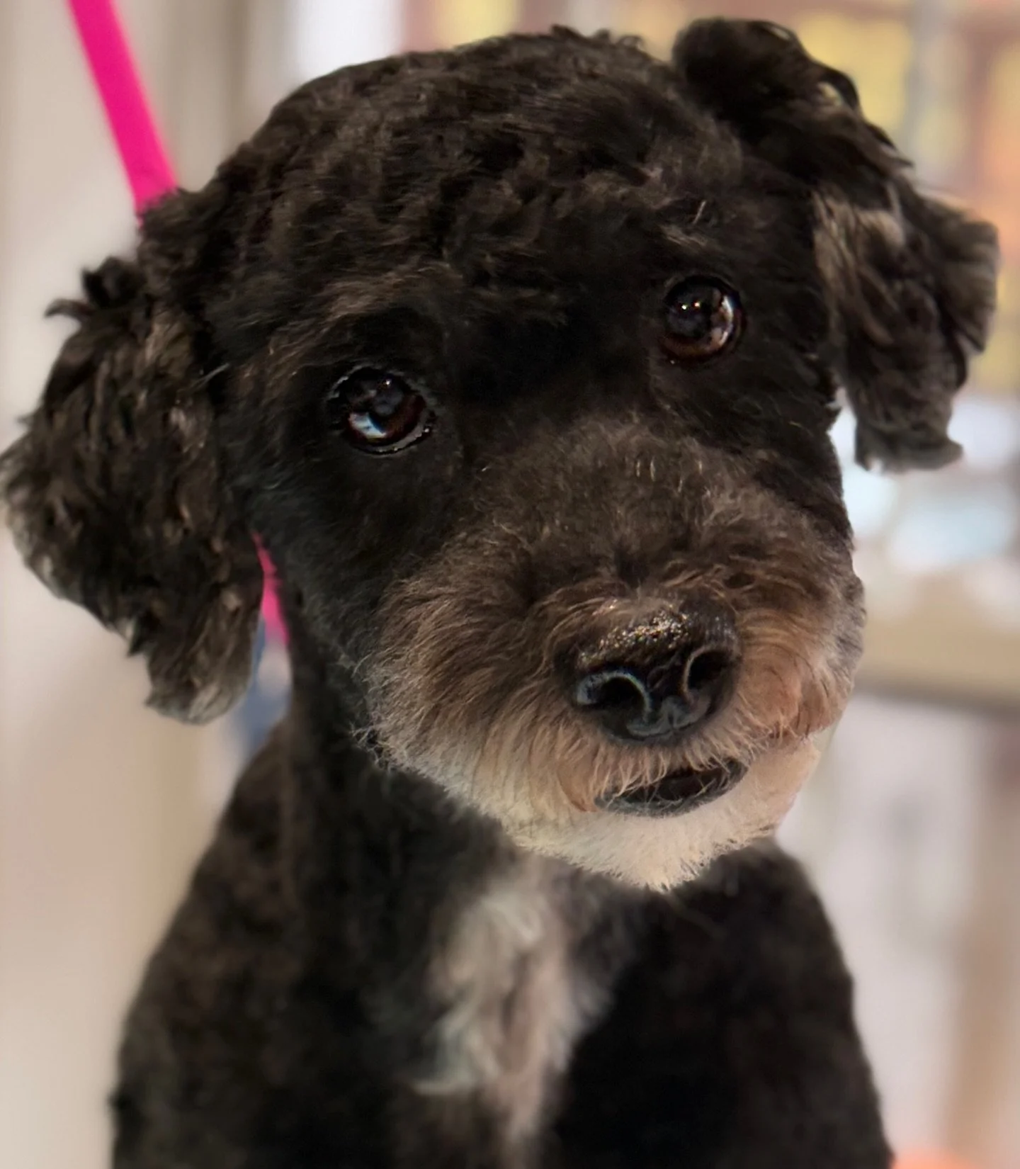 🐾 Murphy wants to remind everyone to book their holiday grooming appointments early - November &amp; December spots are filling up fast! ✂️💨

(Also&hellip; this sweet 13lb boy is still looking for his forever home ❤️ If you&rsquo;re interested, tex