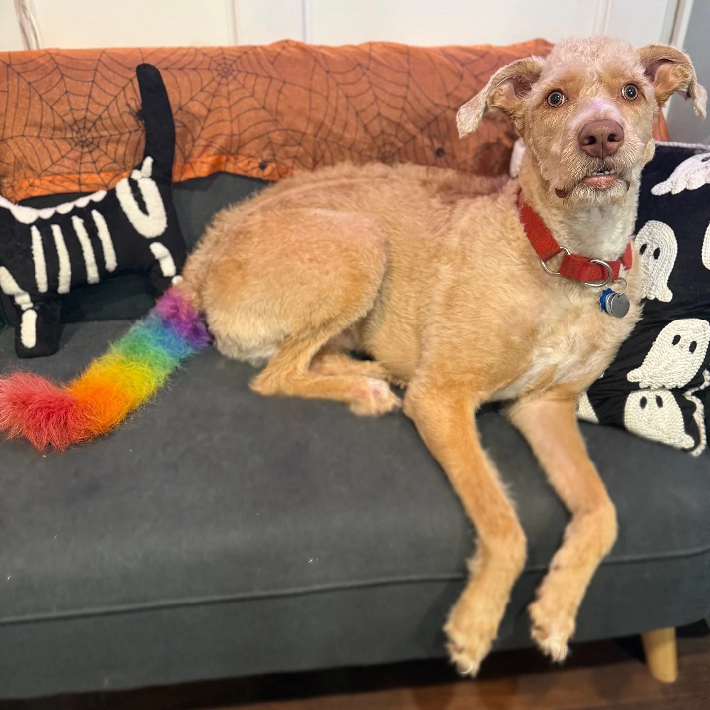 Sunny now has a rainbow popsicle tail! I love how vibrant it came out even for temporary dye! @opawz pet safe semi permanent dye! 
❤️🧡💛💚💙💜
#doggroomer #doggroomers #dogsofinstagram #creativegrooming #doggroomingsalon #doggroomingofinstagram