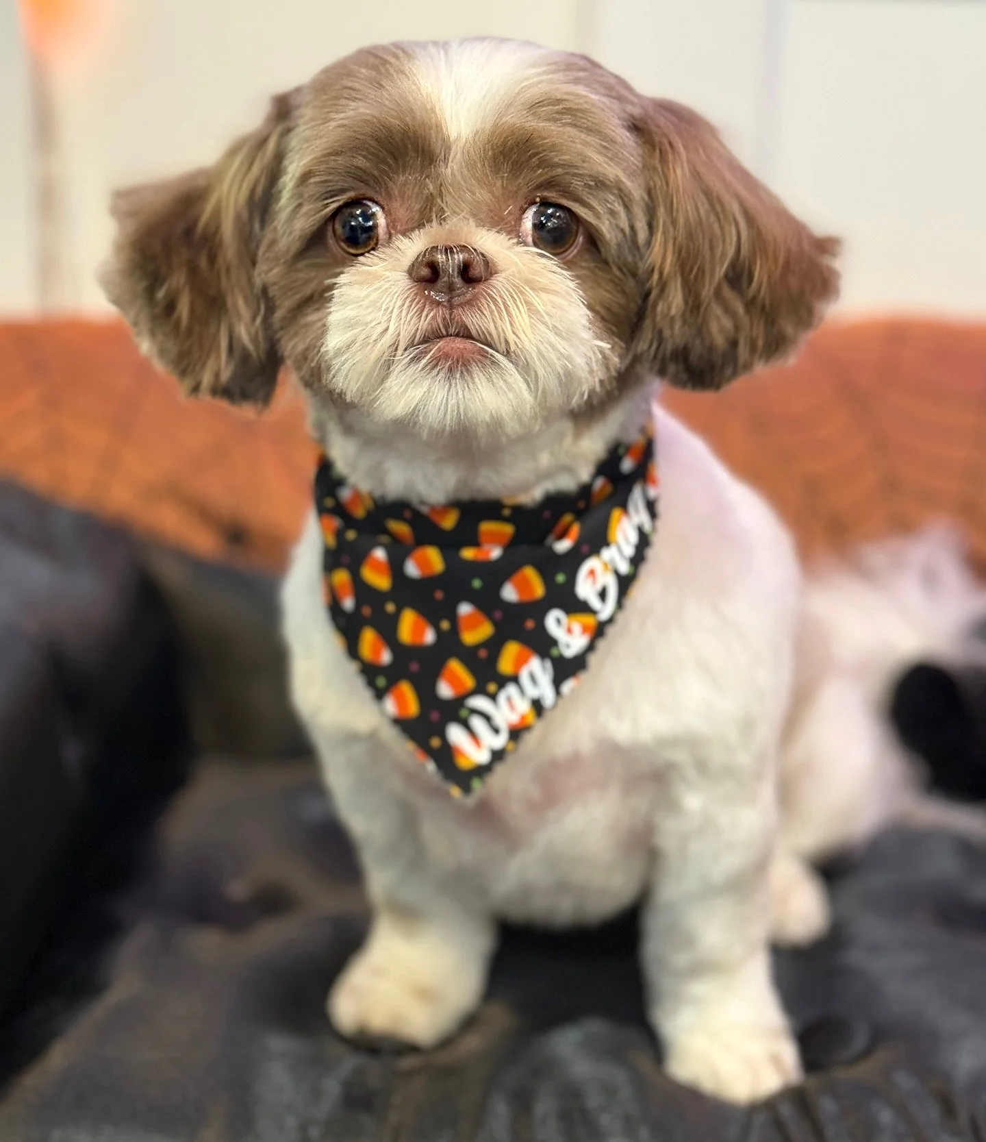 Miss Penny is fan favorite, and she knows it!💖
#doggroomers #doggroomingsalon #dogsofnj #shihtzu #shihtzusofinstagram #groomingsalon #dogsofinstagram #dogsofinsta