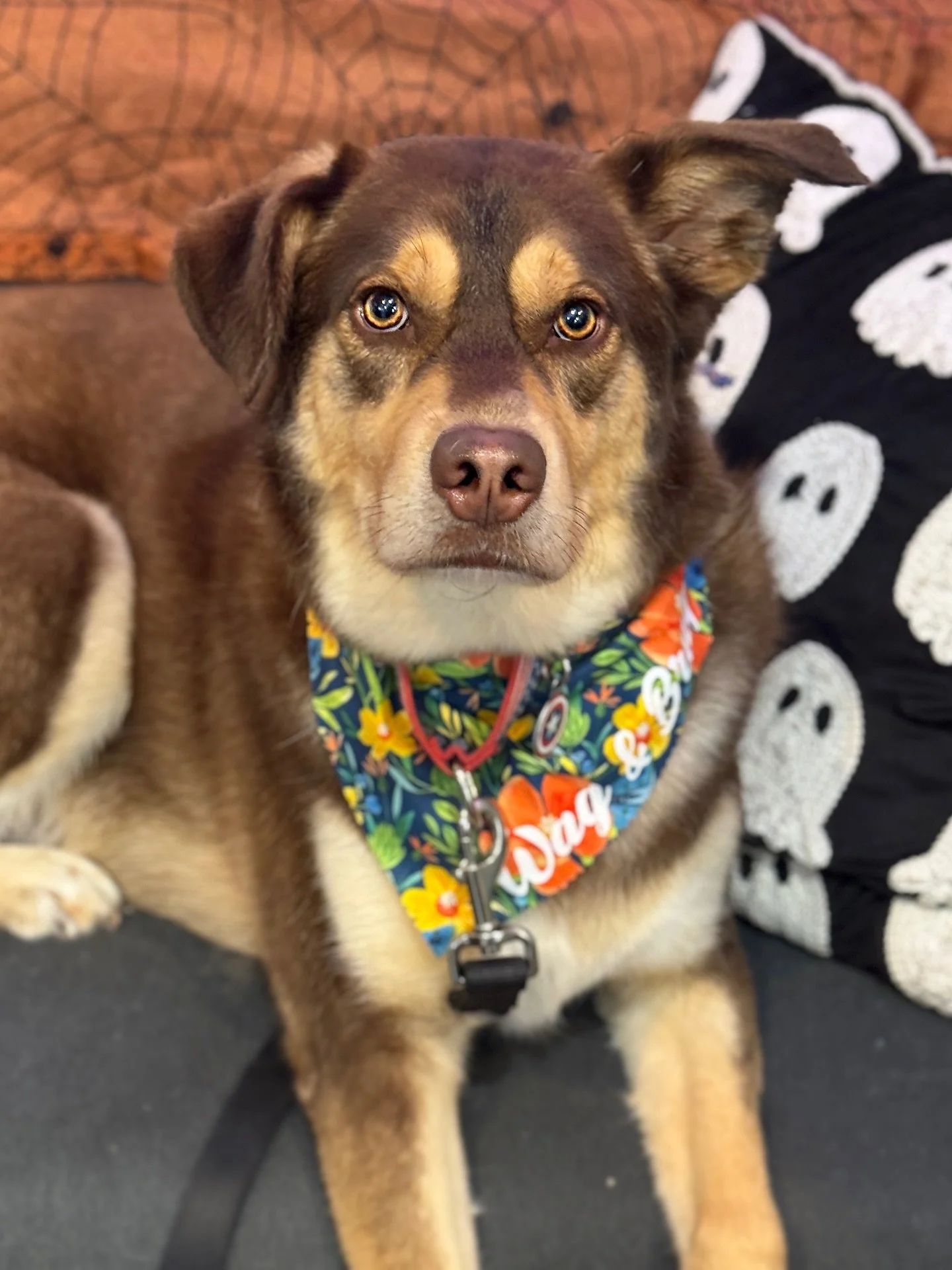 Isn&rsquo;t Duke just the handsomest boy?! 🐾✨ He came in for our deshed special, just in time to look his best for spooky season! 🎃👻

Call or text 640-249-8066 to book your pup&rsquo;s spa day today ❤️🧡

#doggroomingsalon #DeshedSpecial #SpookySe