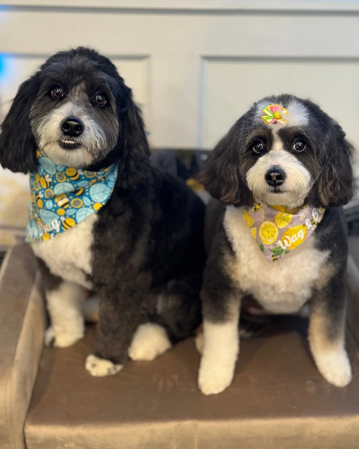 Aren&rsquo;t Eddy and Ella just so cute?!🥰 It&rsquo;s getting warm out! Book your summer grooms now! Call or text 640-249-8066
&bull;
#doggrooming #doggroomer #njdogs #doodles #minidoodlesofinstagram #doodlesofinsta #doodlegrooming