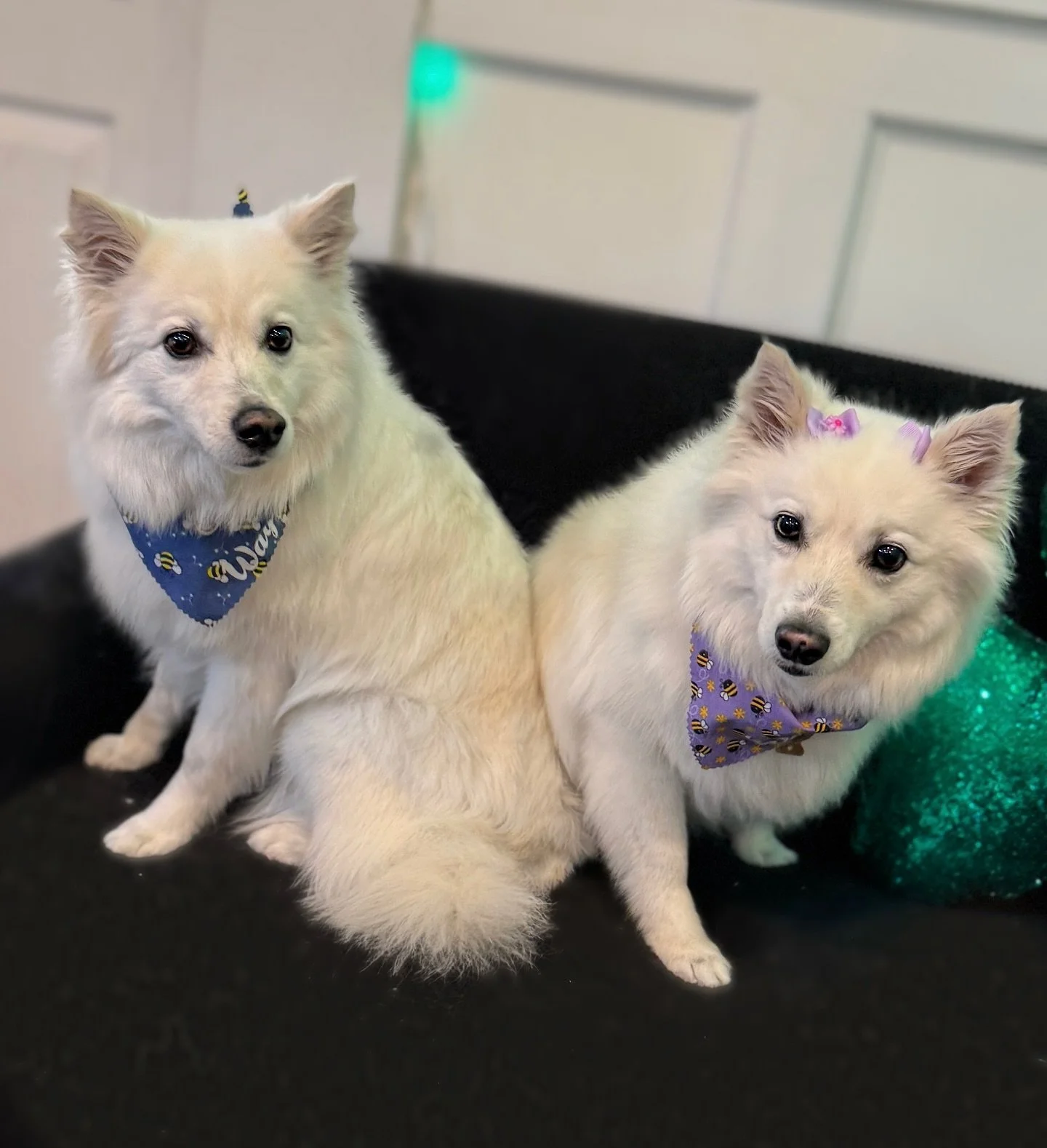 This dog has two heads!😱&hellip;. Just kidding! This is Dottie and Cody and they&rsquo;re just the cutest duo! They did great for their first appointment with us🩵