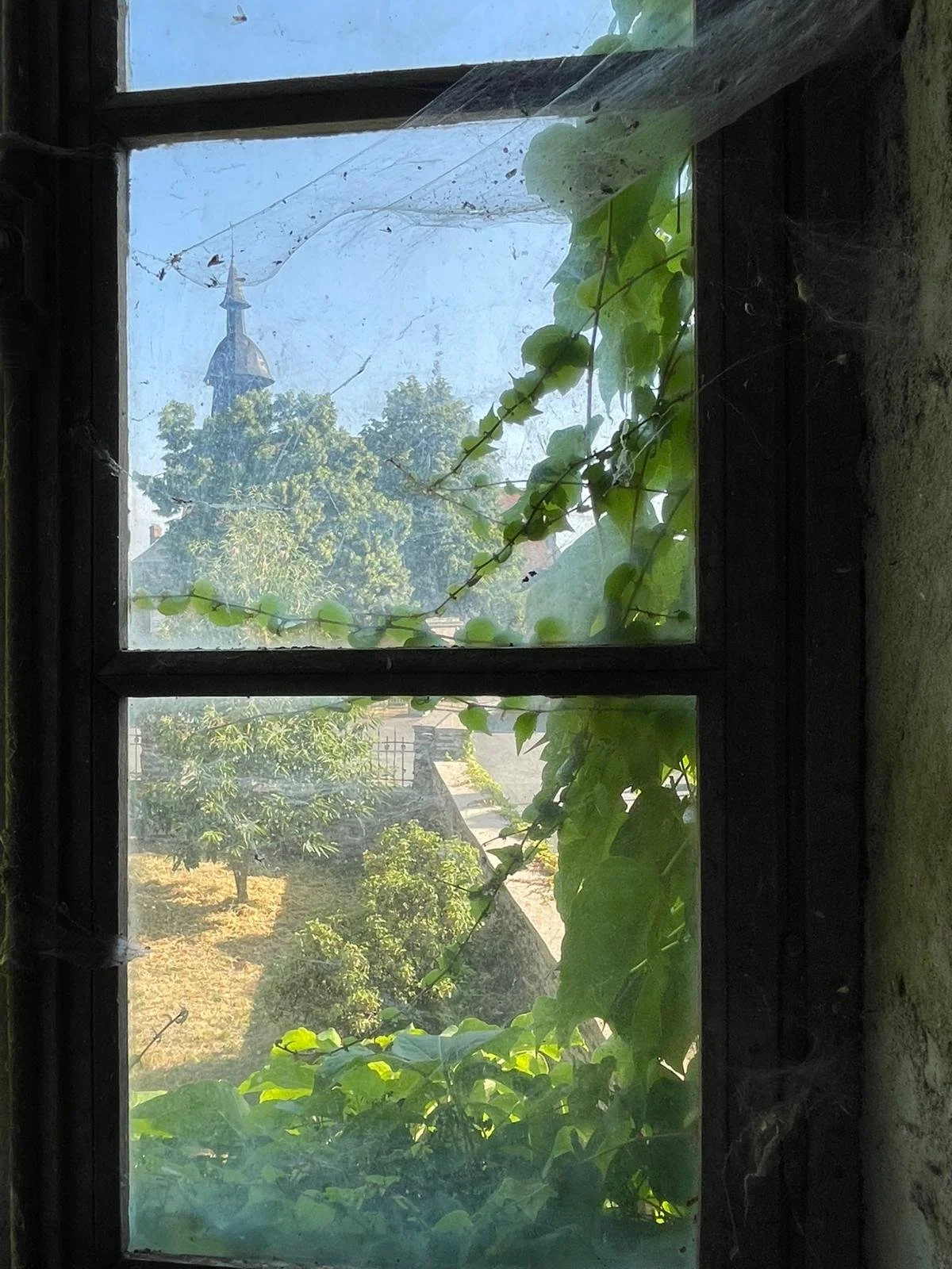 View of trees and a church steeple through a old, dusty window with spider webs and green vines growing around the frame.
