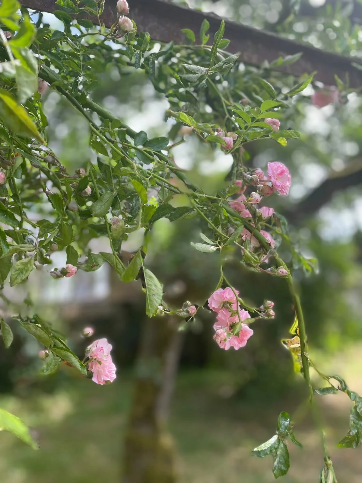 Pink and white flowers growing on a leafy green plant, with blurred background of trees and garden.