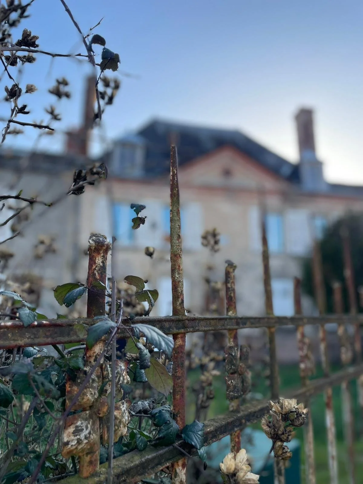 Close-up of an old rusted metal fence with green ivy and dried flowers, with a blurred house in the background under a blue sky.