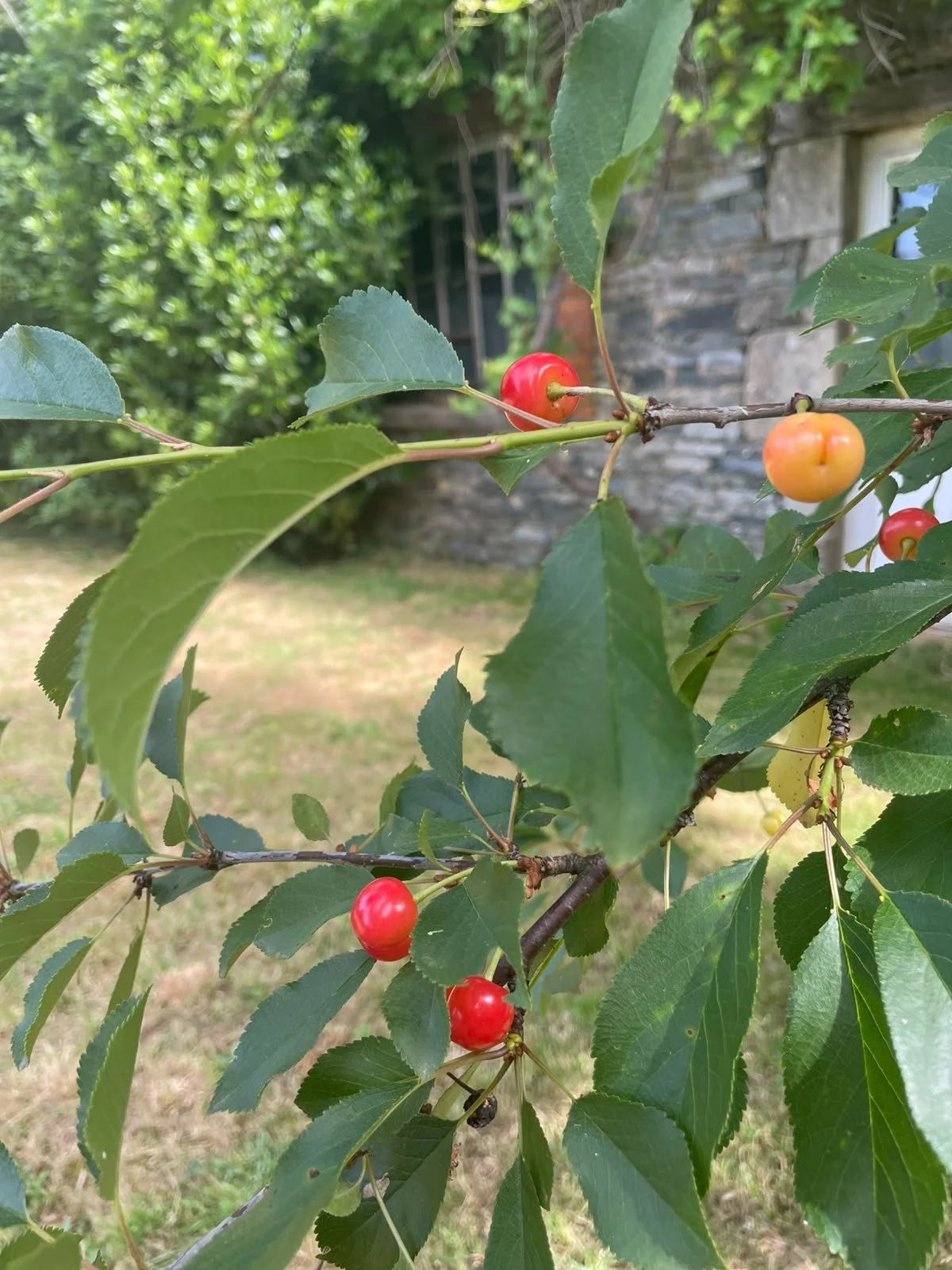Close-up of cherry tree branch with red and orange cherries and green leaves, background of a stone wall and greenery.
