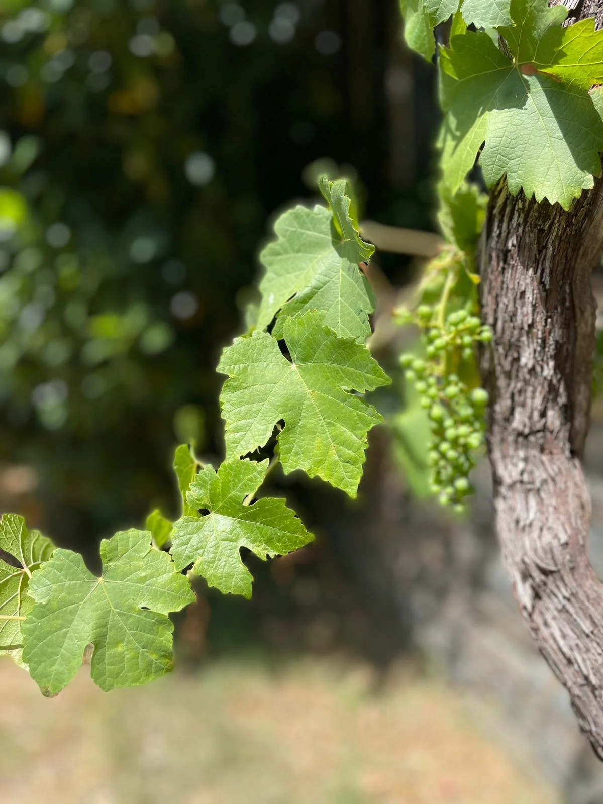 Close-up of green grapevine leaves, some with small holes, and a cluster of unripe green grapes growing on a vine attached to a textured tree trunk, with a blurred natural background.