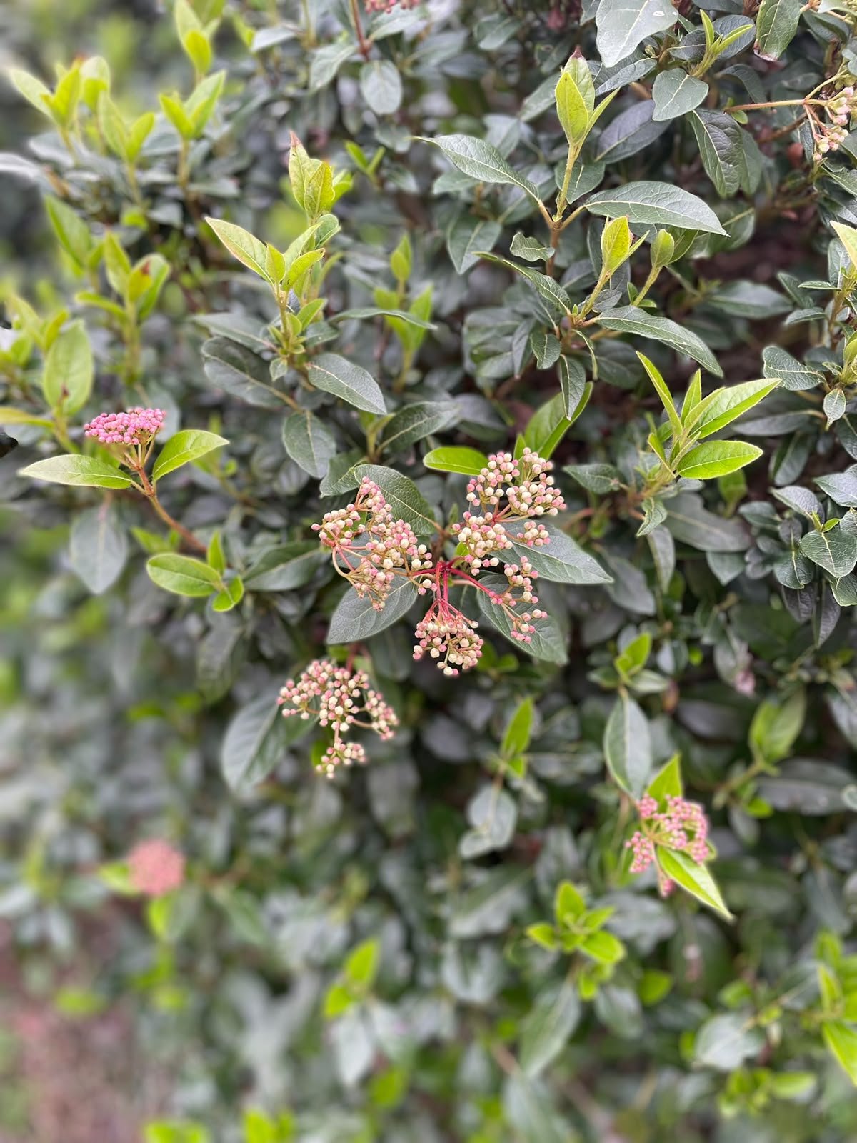 Close-up of a bush with dark green, shiny leaves and small pink flowers in clusters.