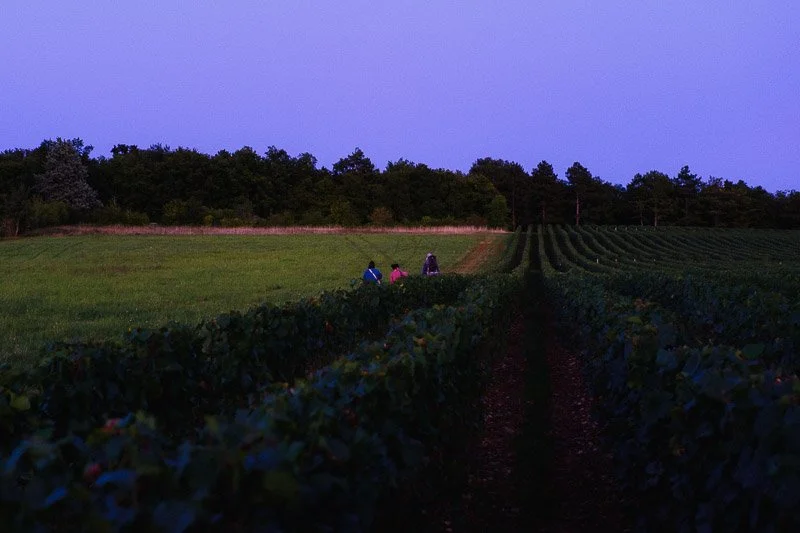 Trois personnes travaillant dans un vignoble au crépuscule, avec des rangées de vignes et des arbres en arrière-plan.