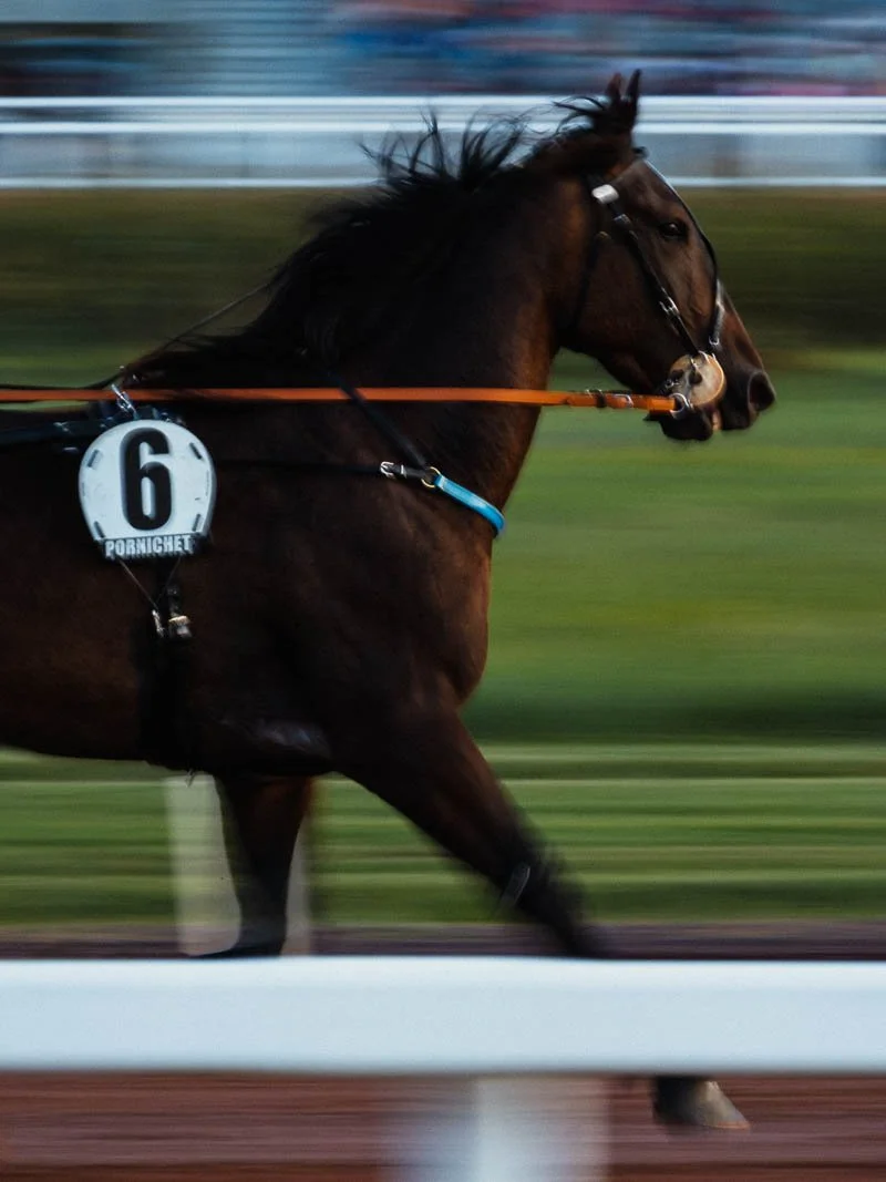 Un cheval de course en pleine course, portant un numéro 6 et une bride, sur une piste de course.
