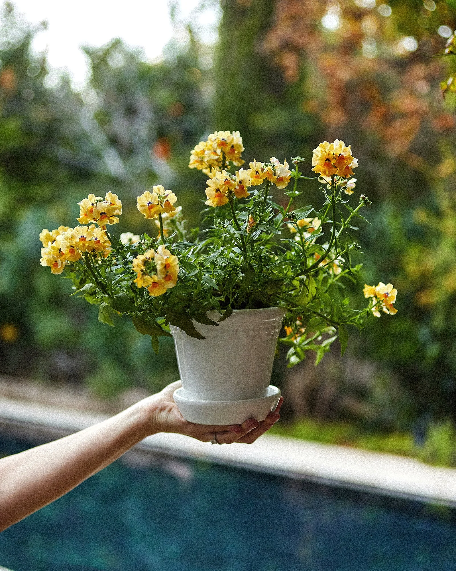 A person holding a white flowerpot with blooming yellow flowers outside, with a blurred green and brown natural background.