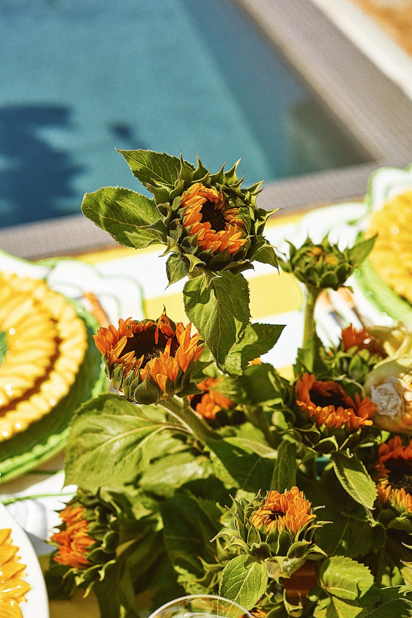 Sunflower plants with blooming orange flowers on a sunny day.