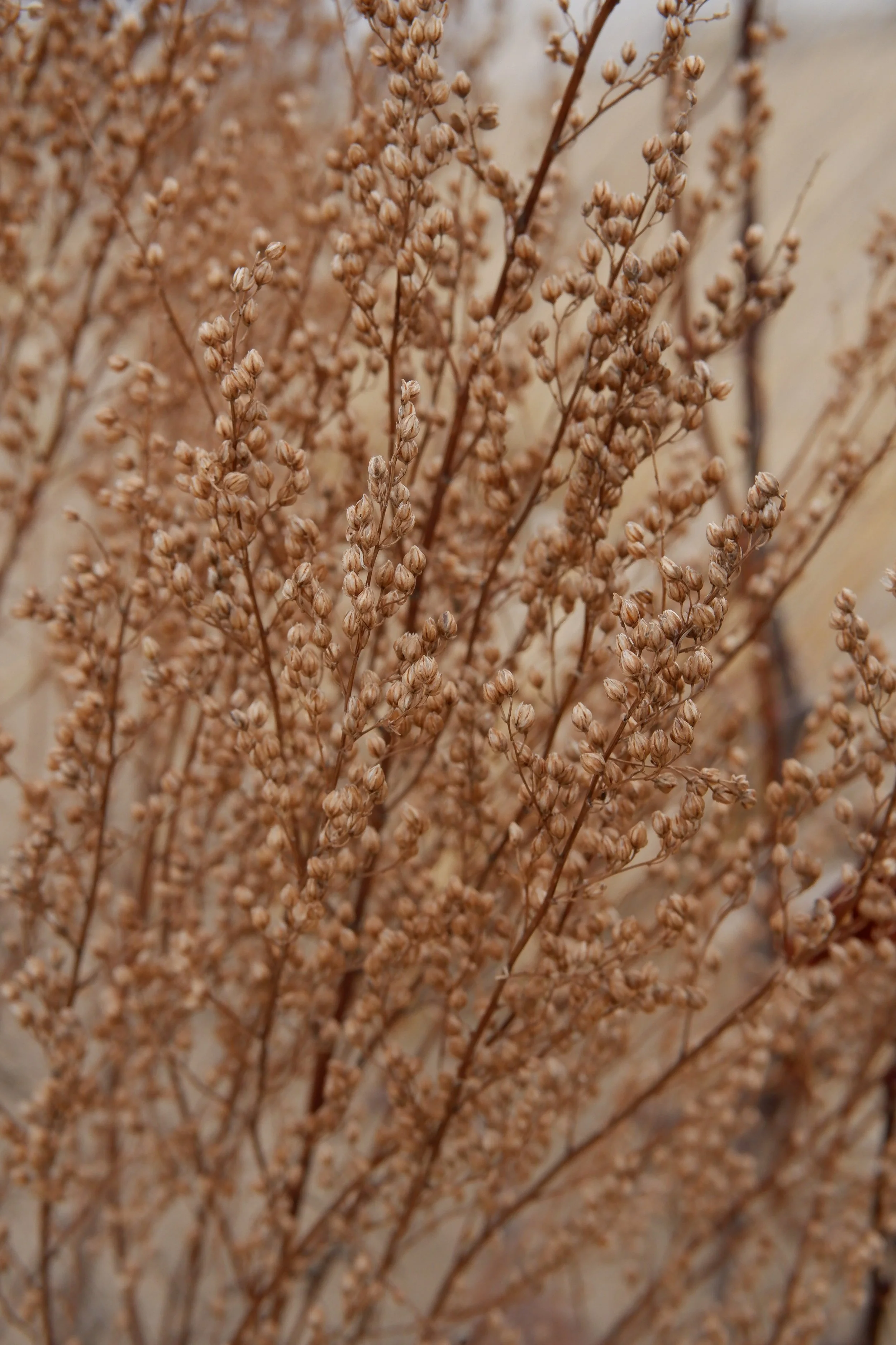 Close-up of dried brown branches with tiny seed pods or buds.