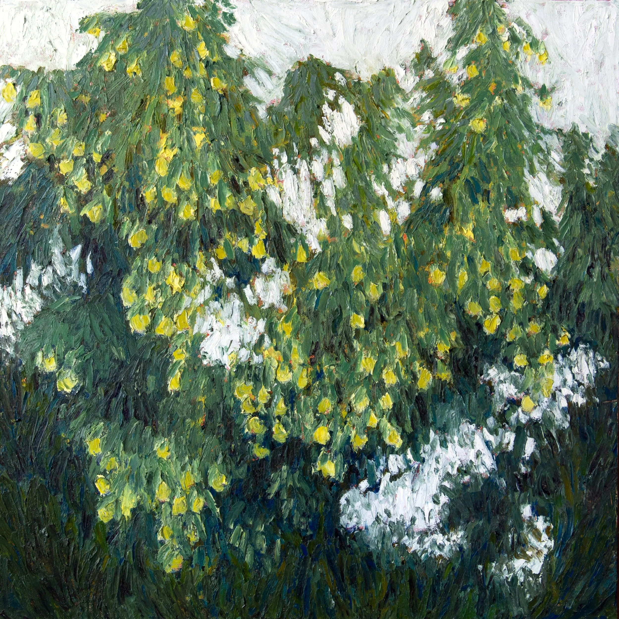 Mango tree