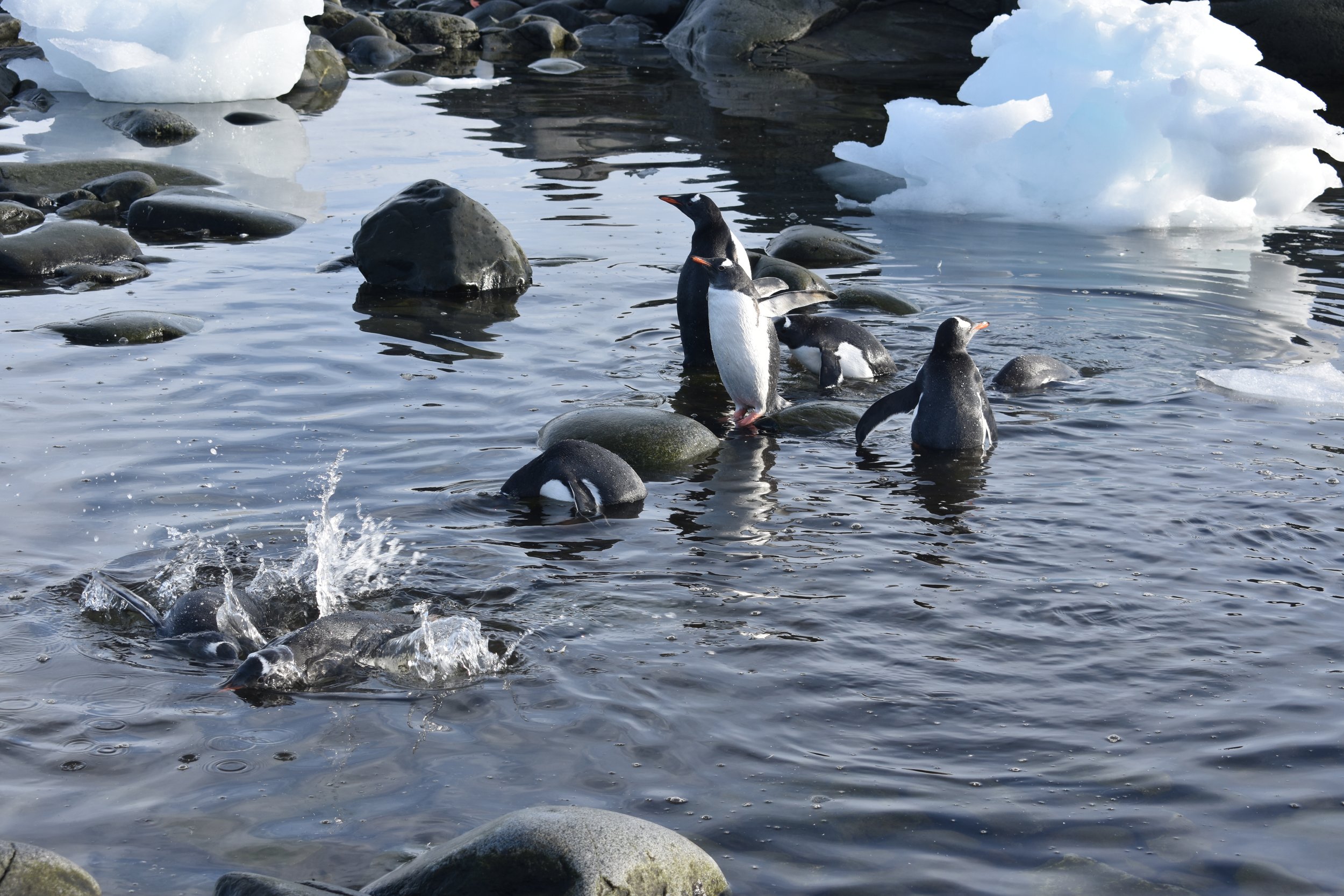 Pinguins - Natação, Partidas e Despedidas.