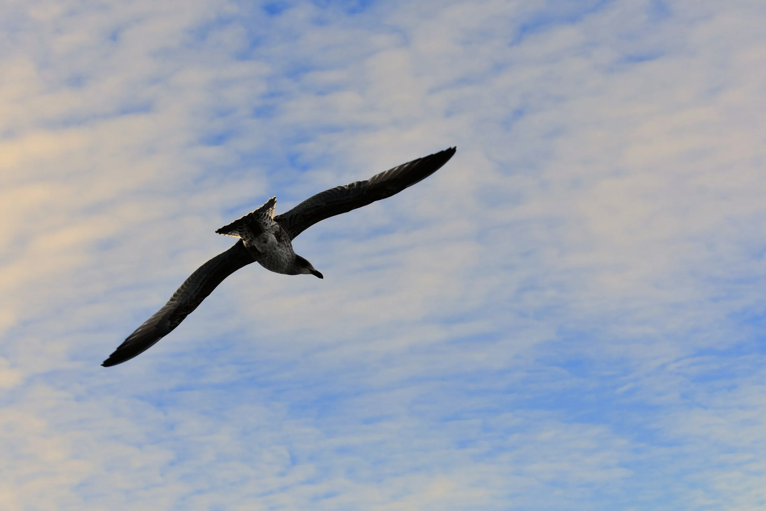 Aves (da indiferença ao fascínio)