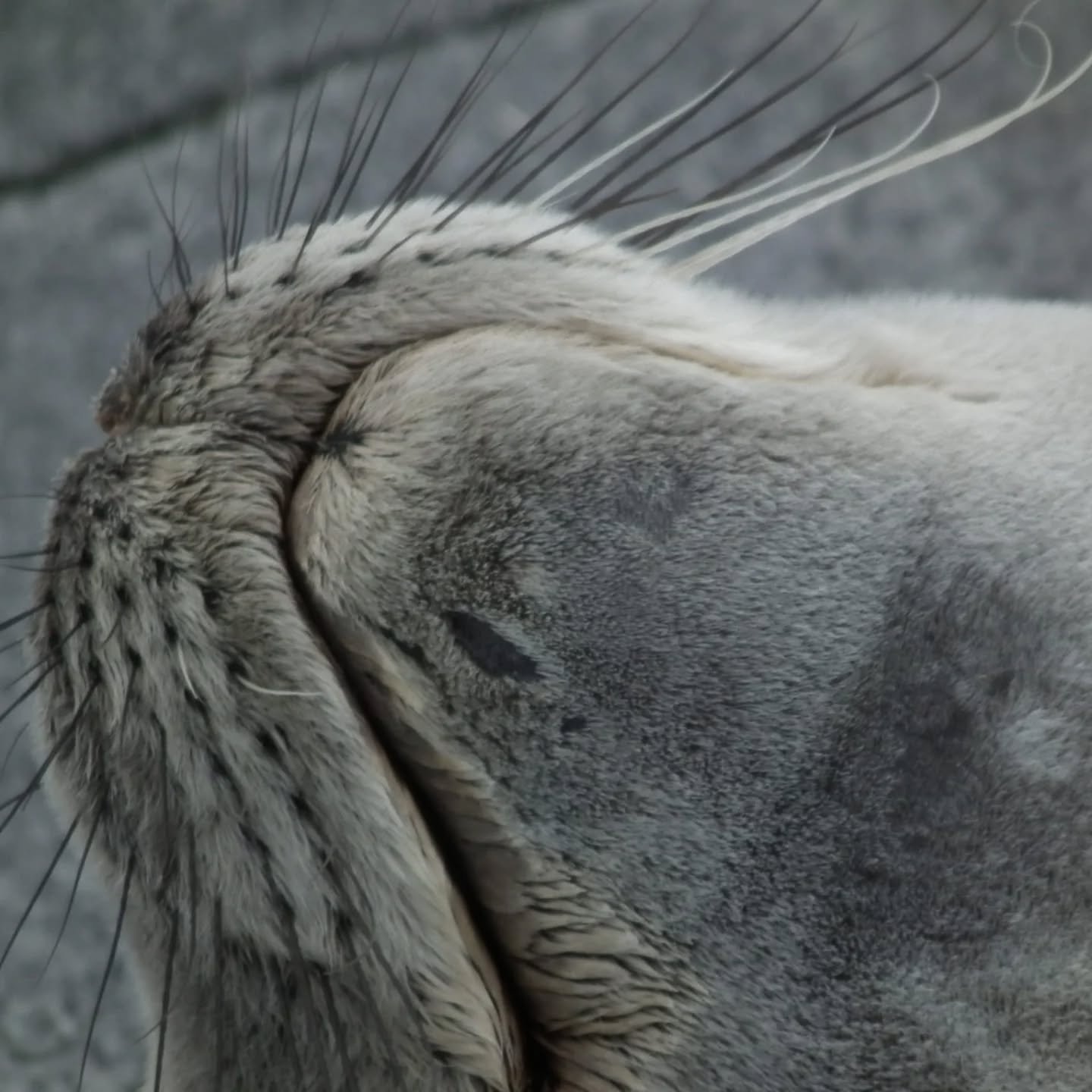 Quem v&ecirc; caras...N&atilde;o v&ecirc; barbatanas.... ou v&ecirc;?
Quem consegue juntar os pares?
#Ant&aacute;rtida 
#barbatana 
#pinguim 
#focas