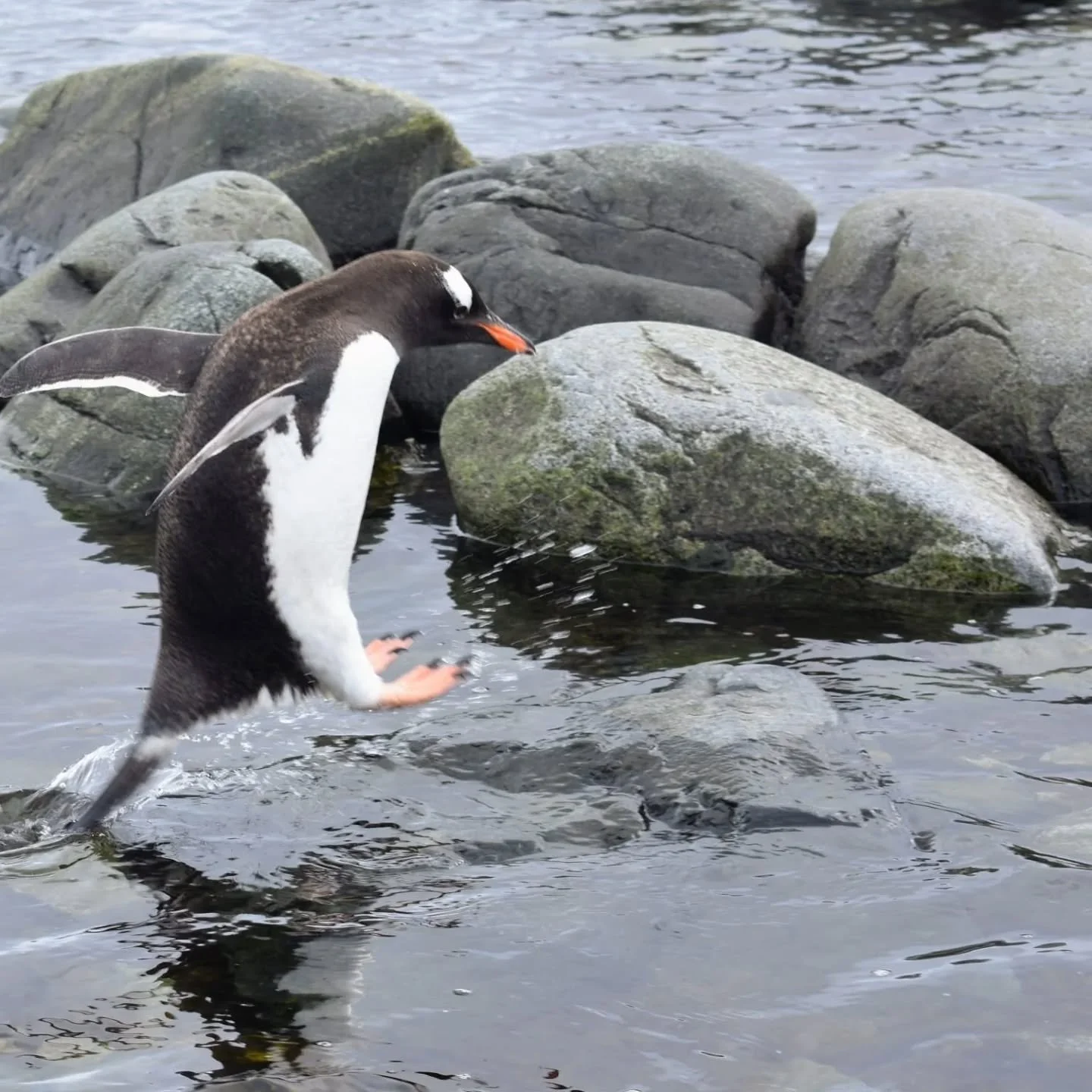 #gentoopenguins🐧 
#antartida