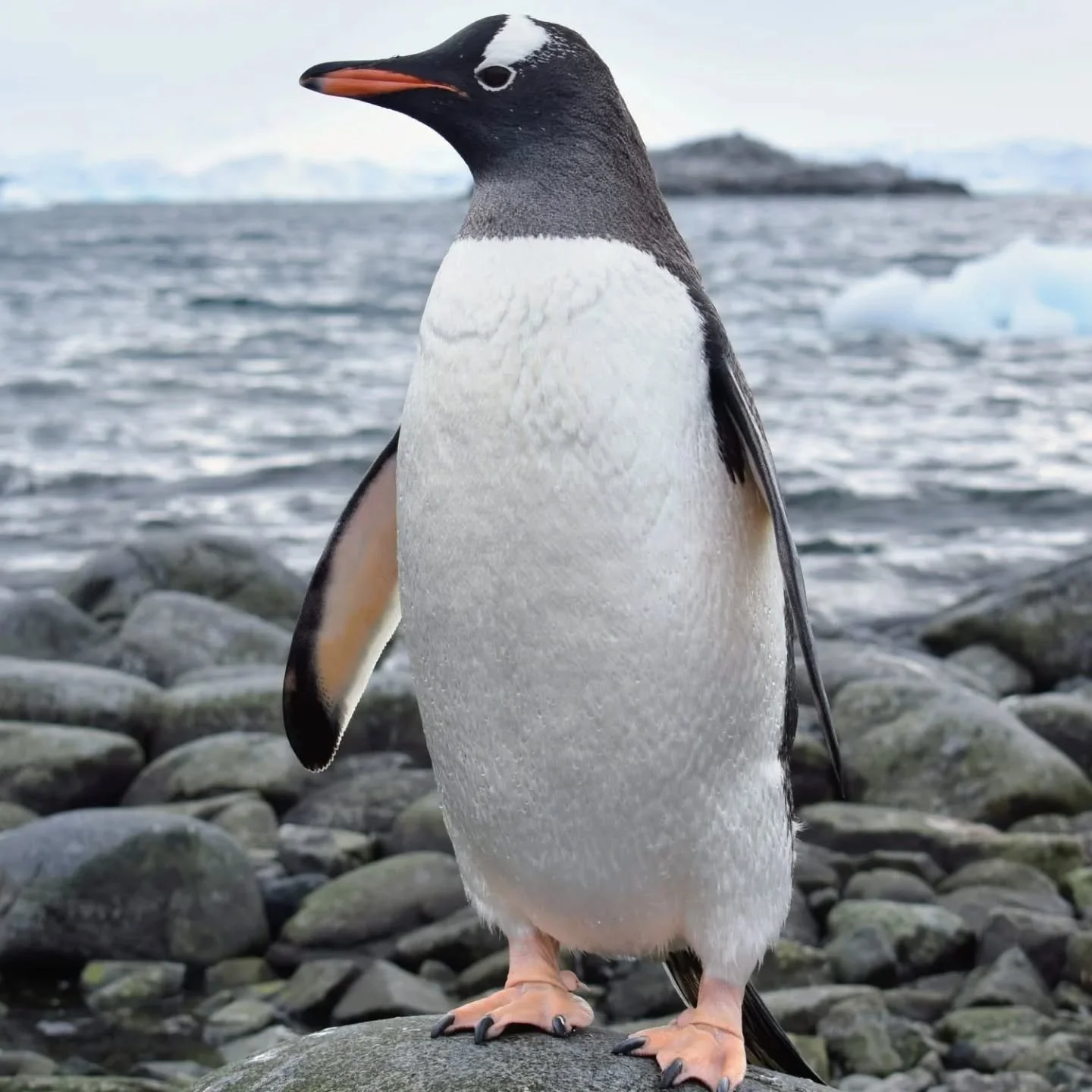 Sou um Pinguim Gentoo.

#Ant&aacute;rtida 
#gentoopenguins🐧