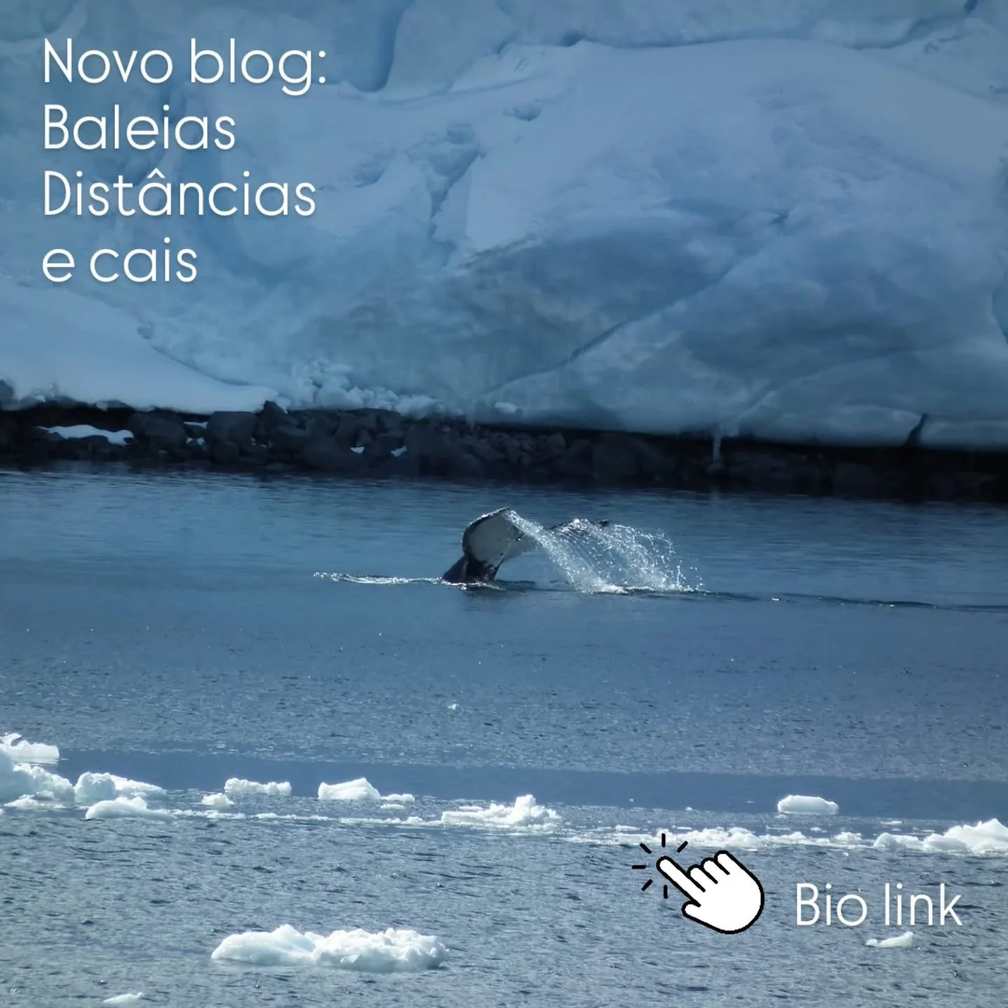 #whales 
#antartida 
#milhanautica