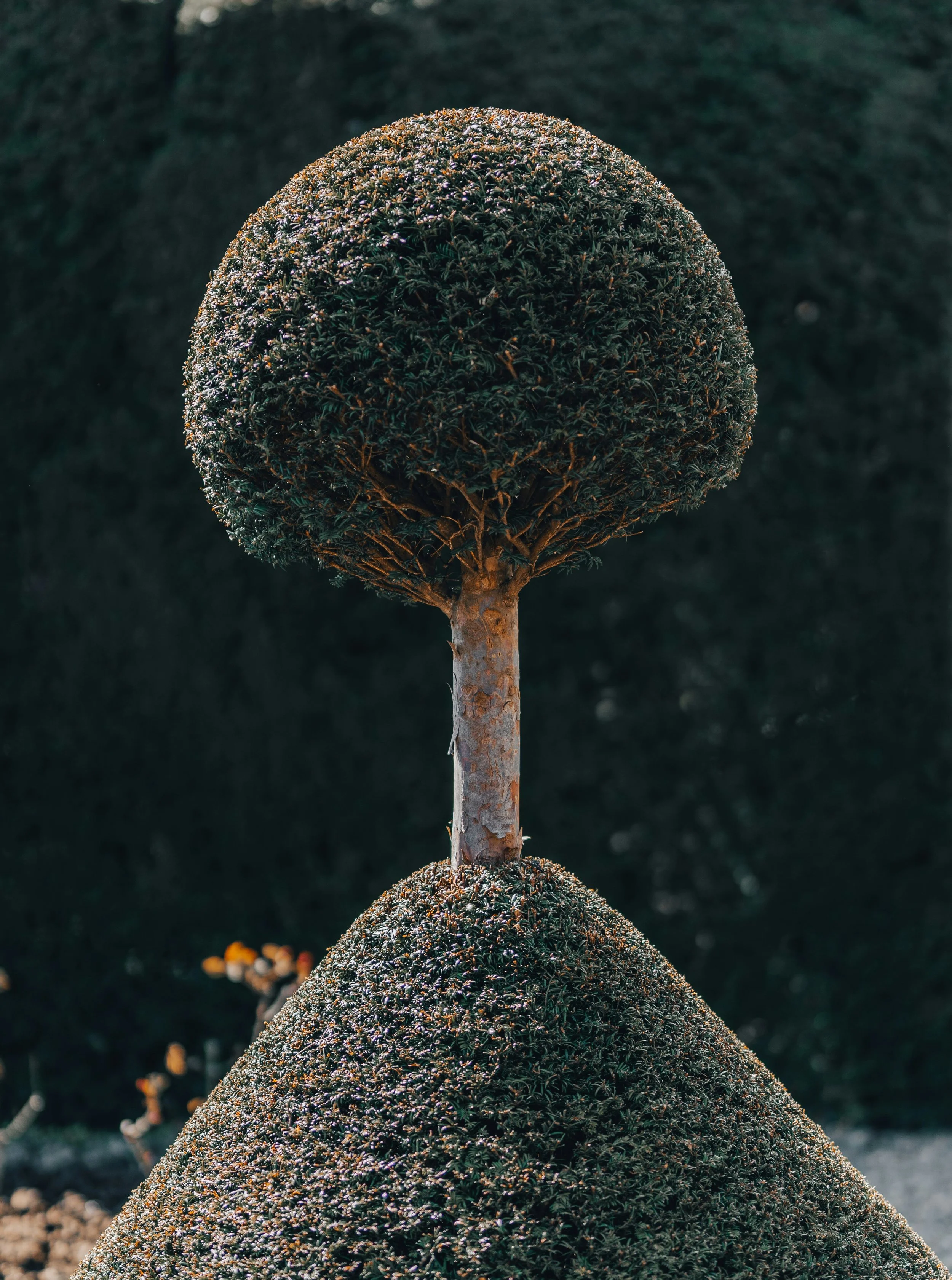 Un arbre dont le feuillage est taillé en forme rond sur le dessus, avec un tronc clair, situé au centre d'une petite butte de pierres ou de terre. Arrière-plan sombre, peu détaillé. Labyrinthe de yoga.