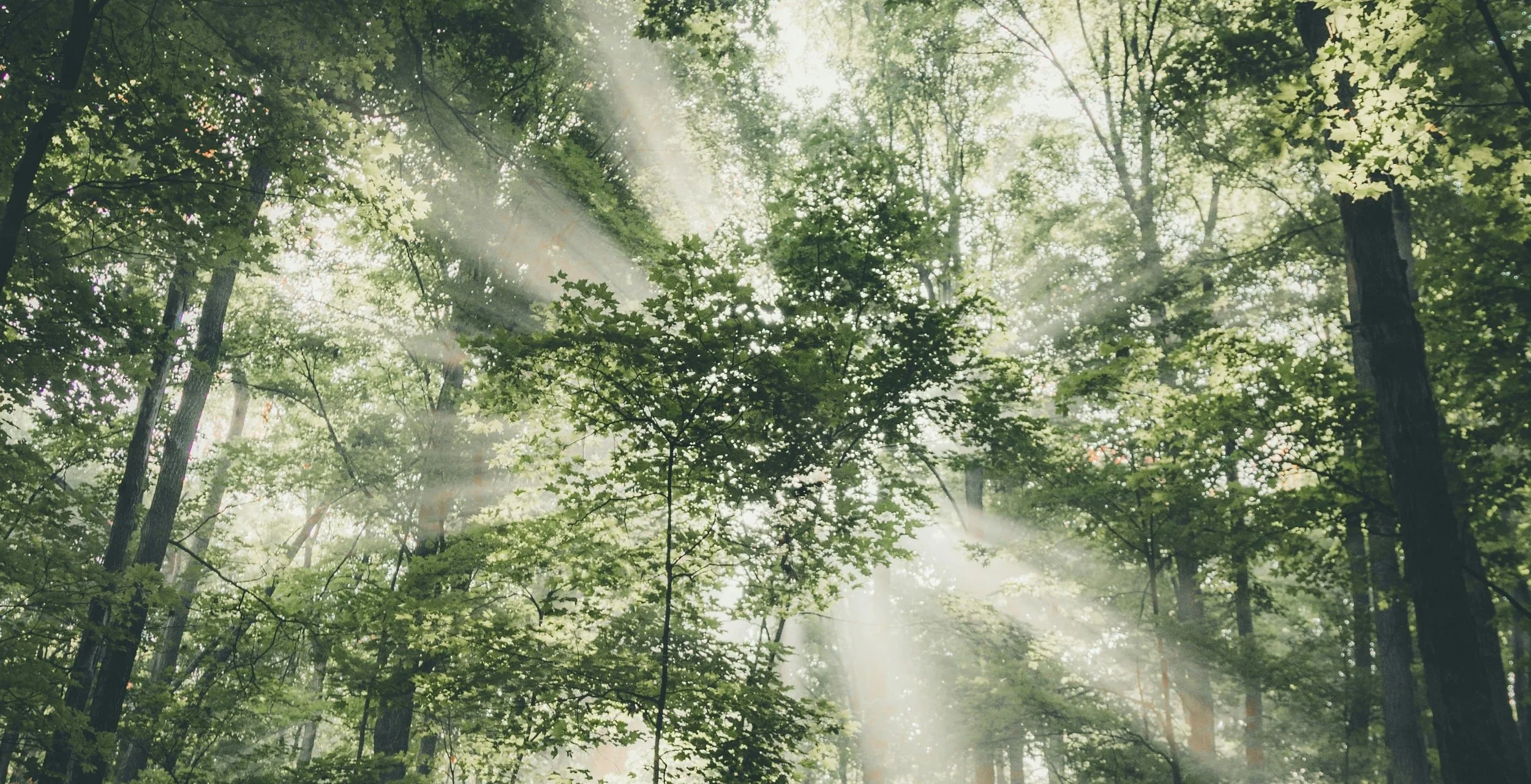 Forêt verte avec des rayons de soleil filtrant à travers les arbres.