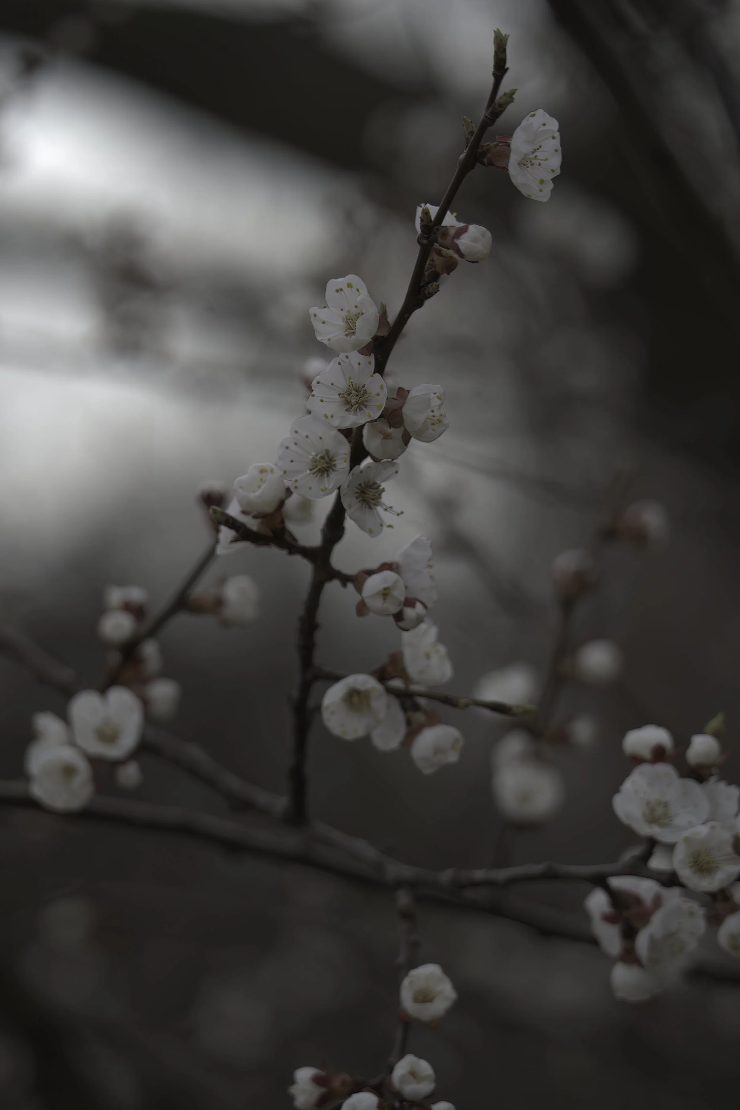 DSC06846-DeNoiseAI-low-light (1).JPG