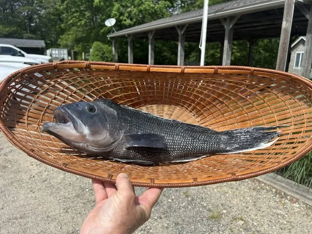 Seabass Tournament 2026