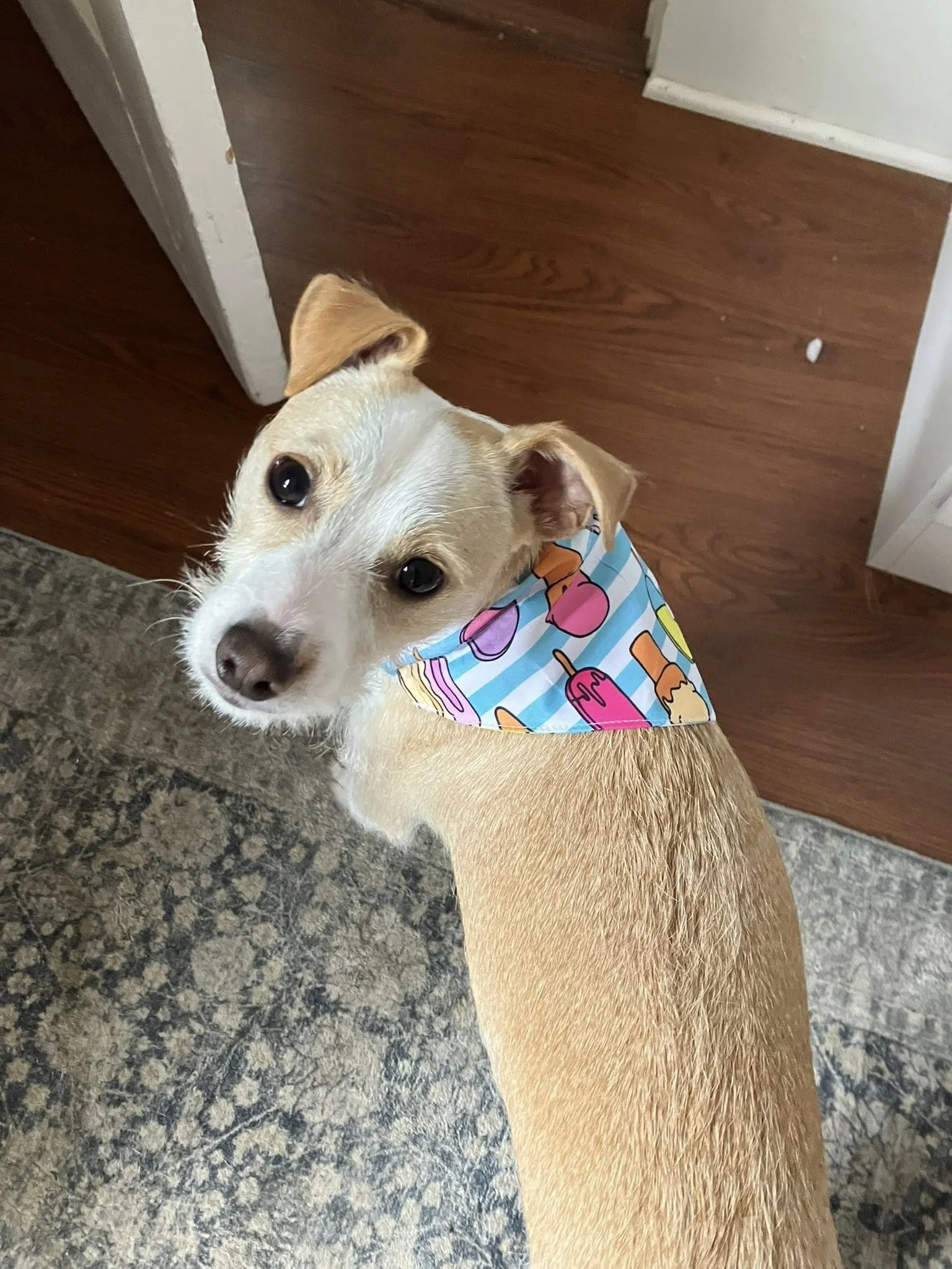 A tan and white dog wearing a colorful bandana with popsicle designs, looking up at the camera inside a home.