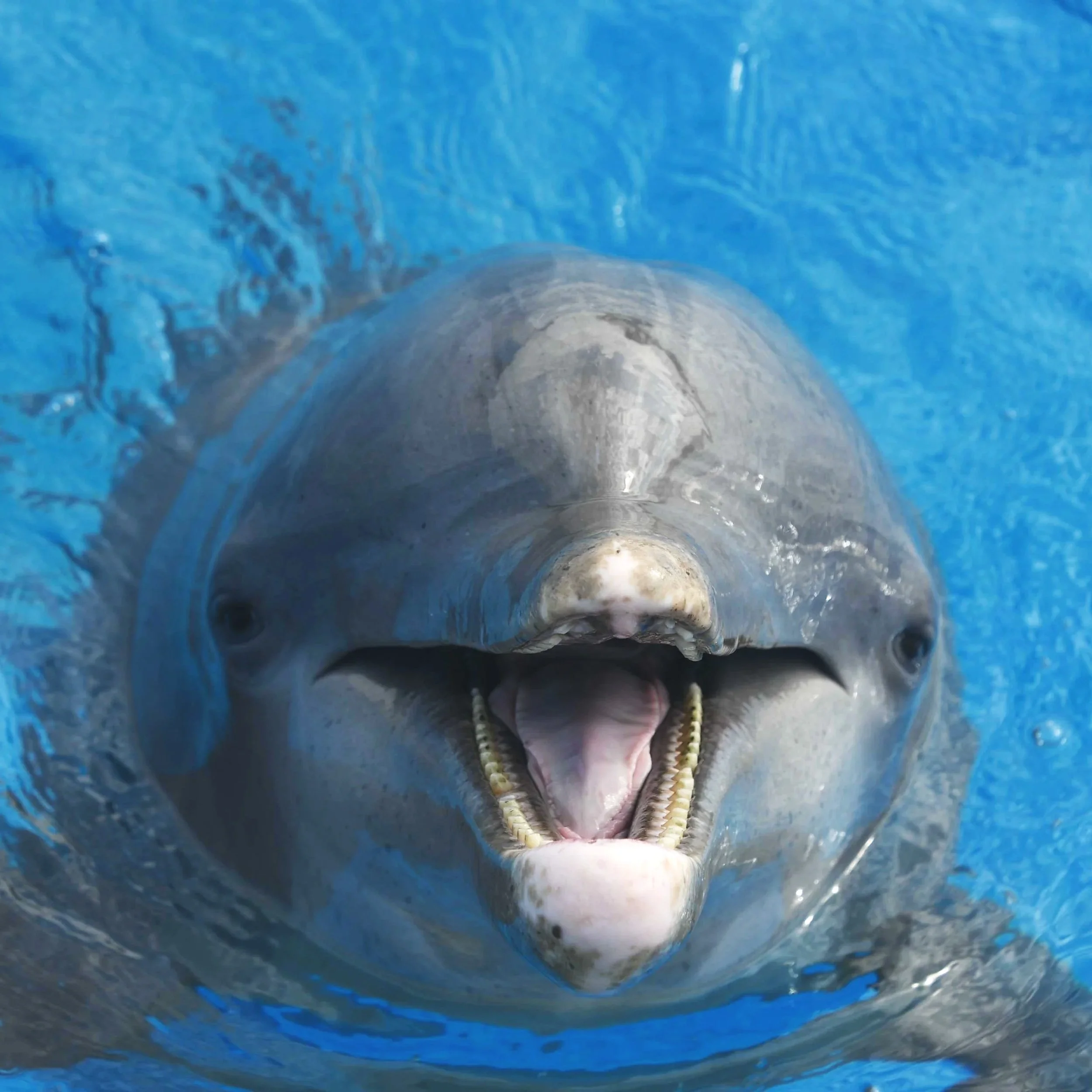 Sunny - Common Bottlenose Dolphin