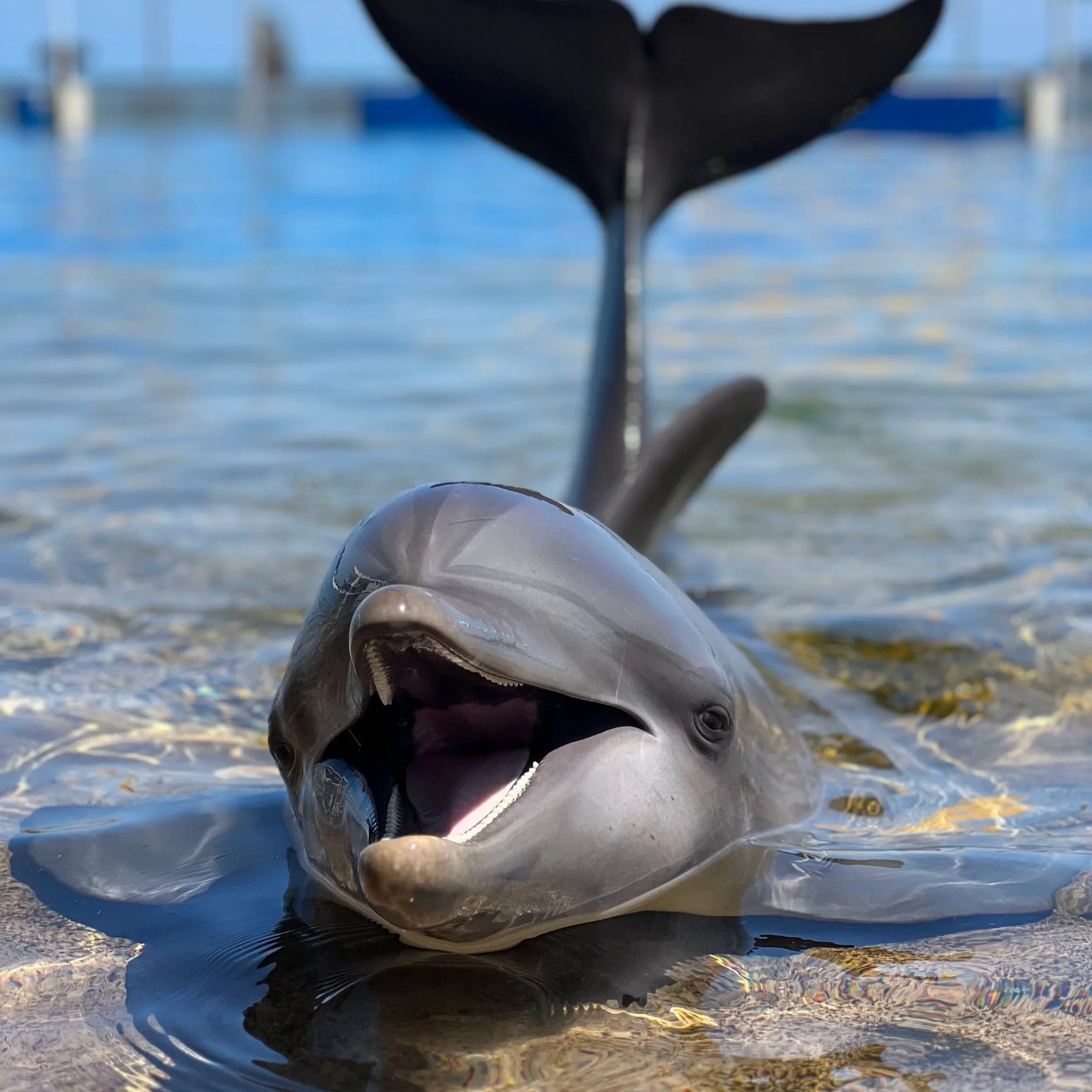 Tocoi - Common Bottlenose Dolphin