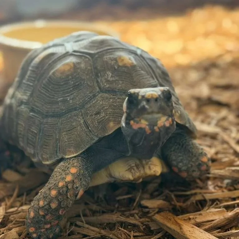 Strawberry - Red-Footed Tortoise