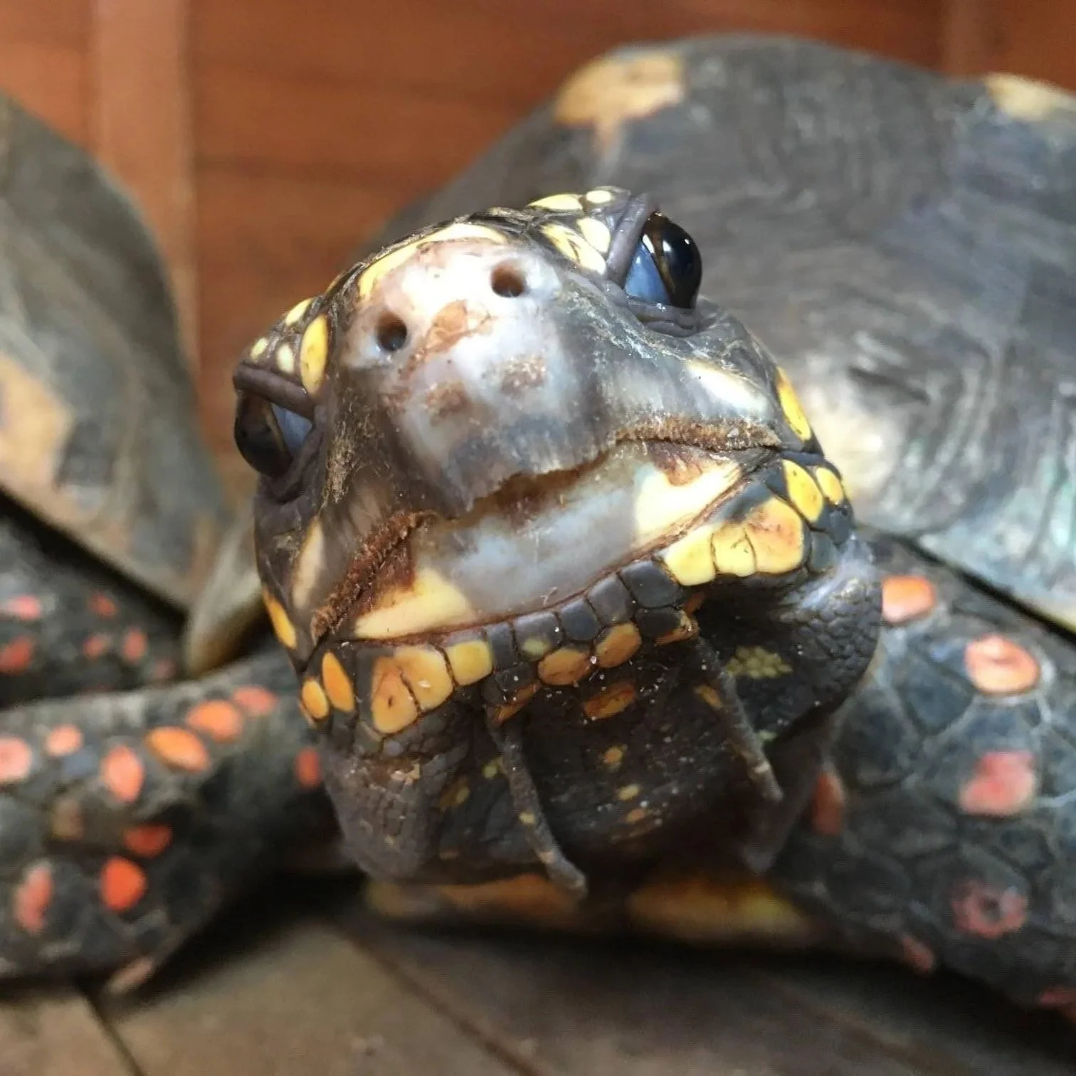 Bartram - Red-Footed Tortoise