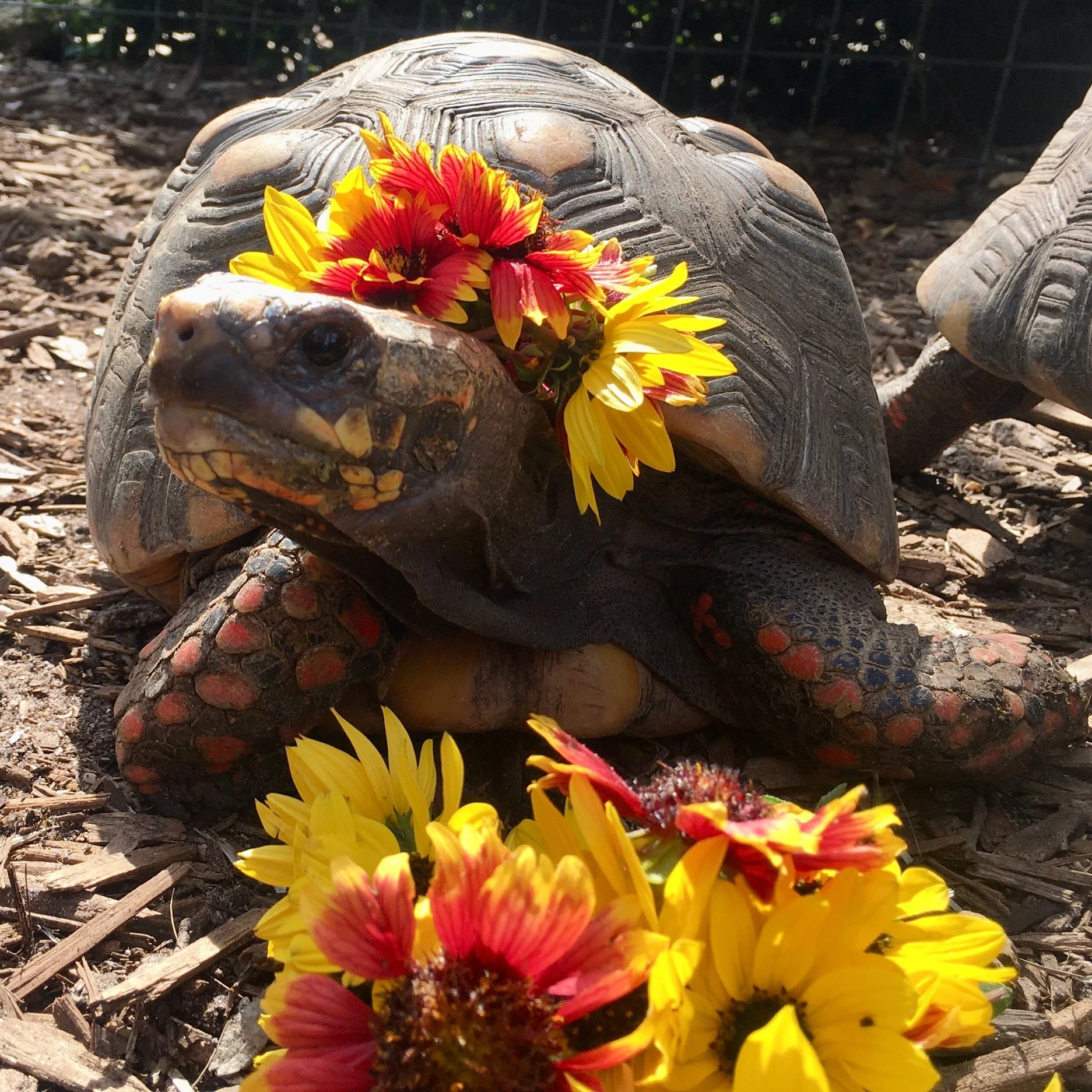 Blossom - Red-Footed Tortoise