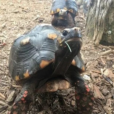 Terry - Red-Footed Tortoise