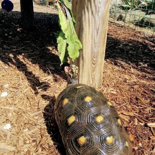 Herbie - Red-Footed Tortoise