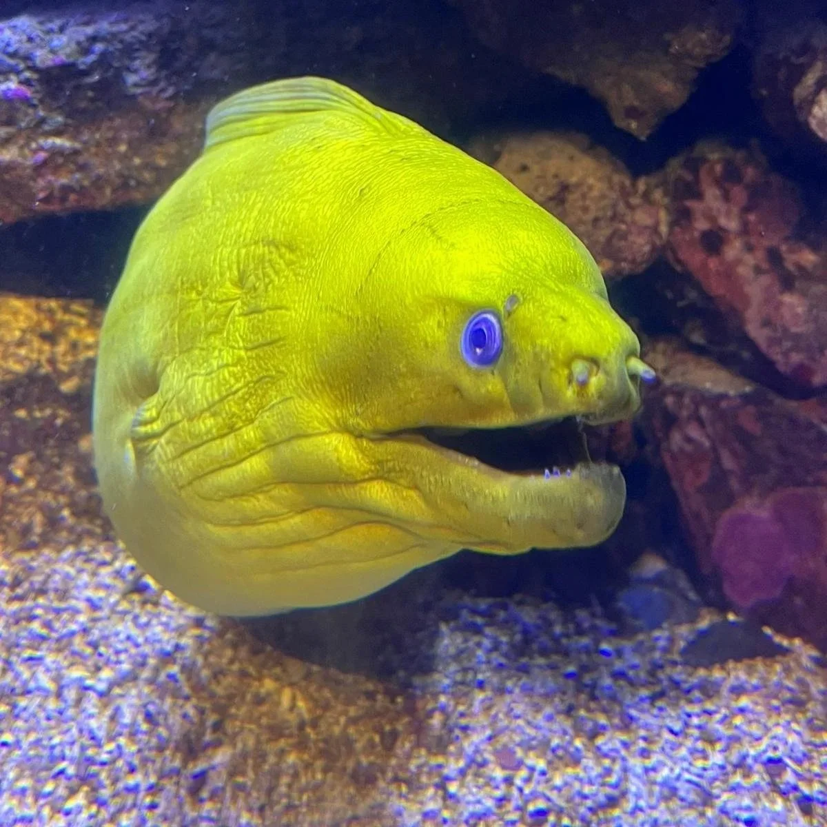 Shrek - Green Moray Eel