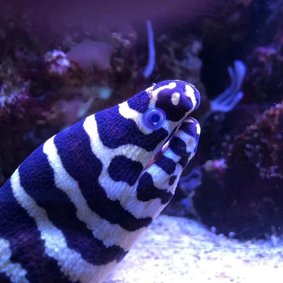 Muppet - Zebra Moray Eel