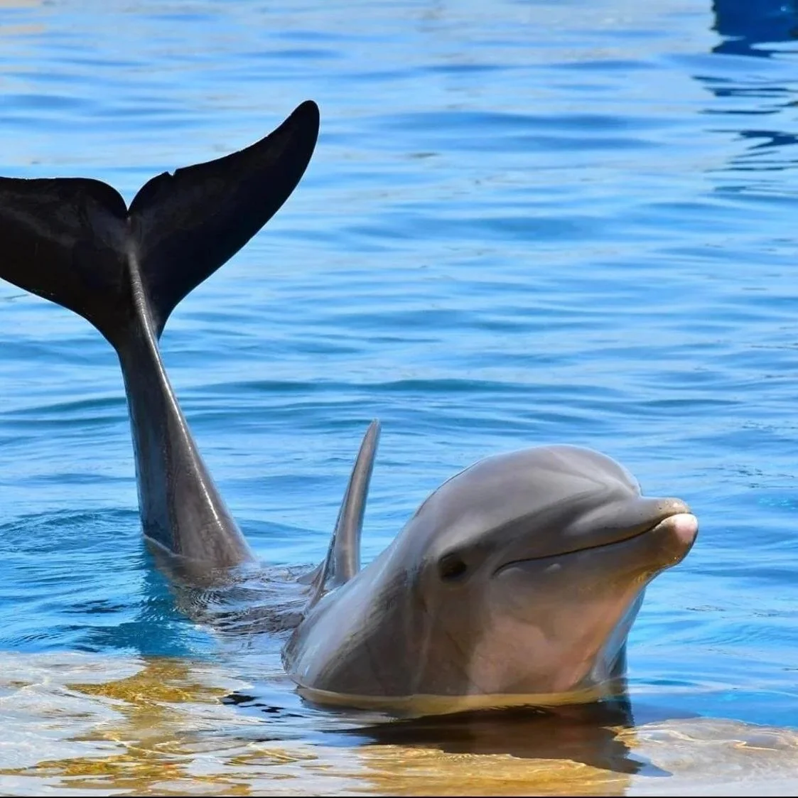 Casique - Common Bottlenose Dolphin