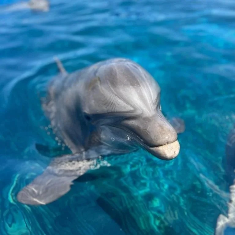 Niele - Common Bottlenose Dolphin