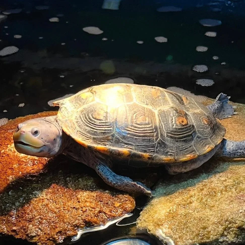 Squirtle - Diamondback Terrapin